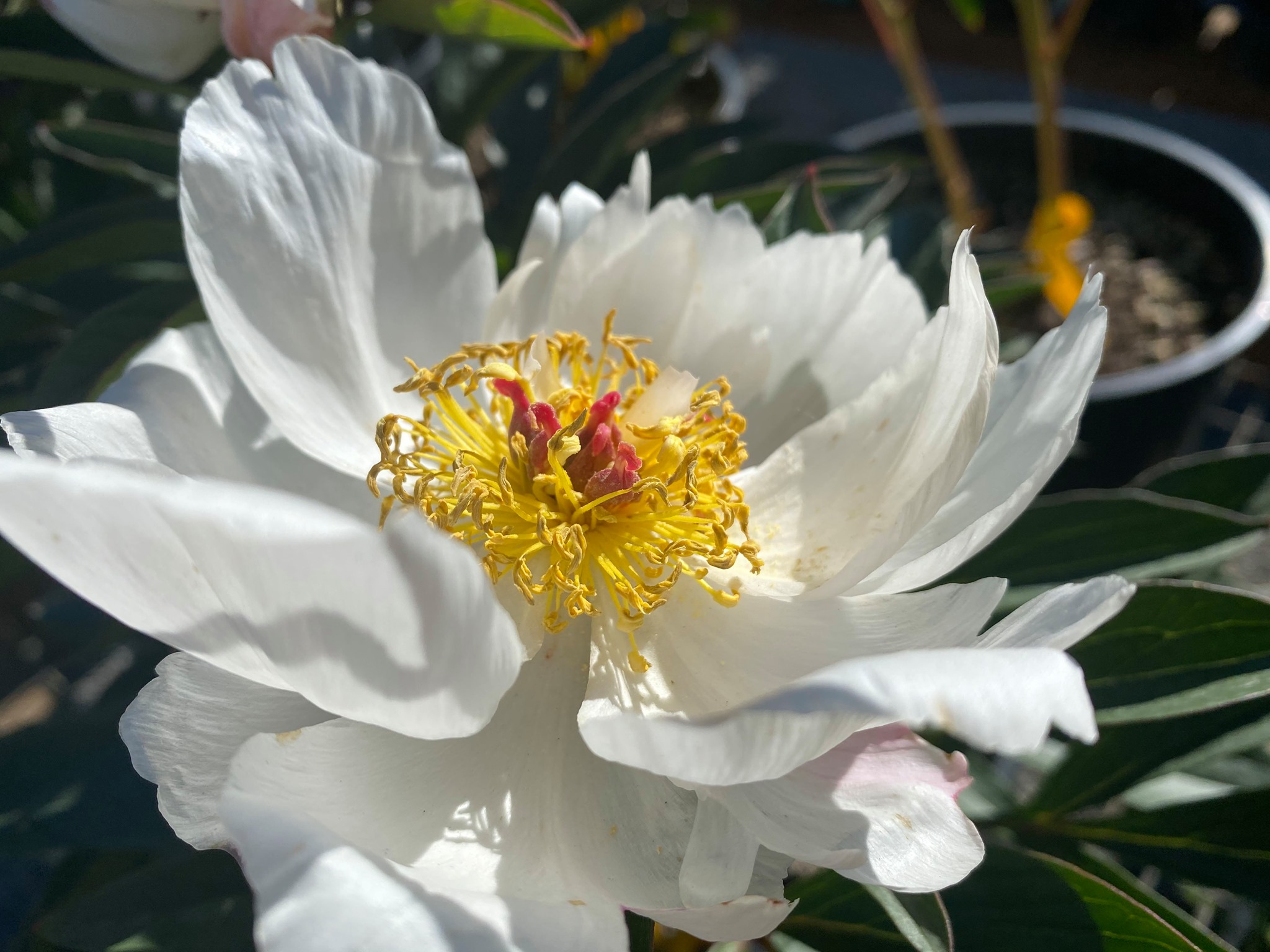 Allen Rogers Peony