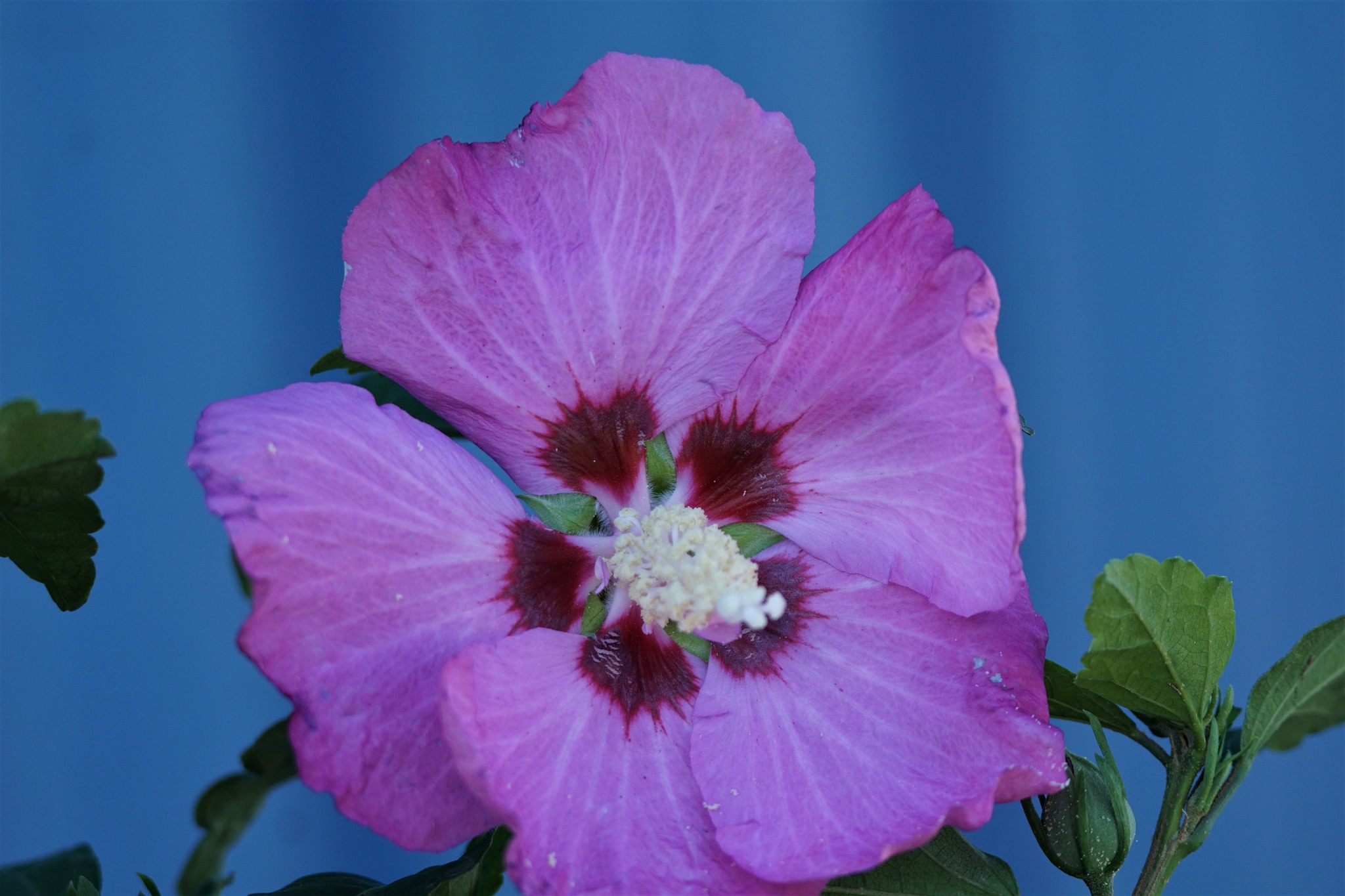 Aphrodite Hibiscus