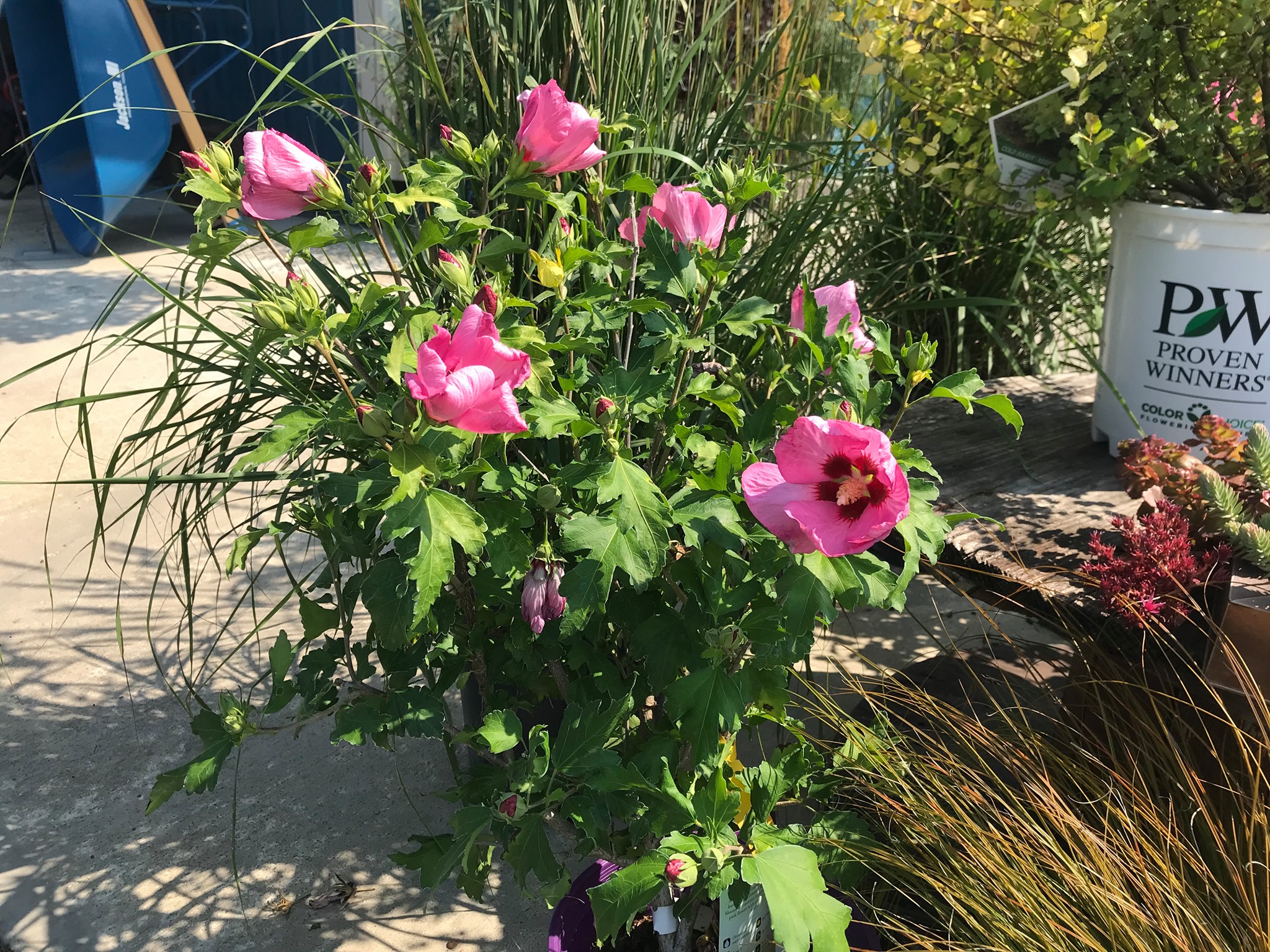 Aphrodite Hibiscus