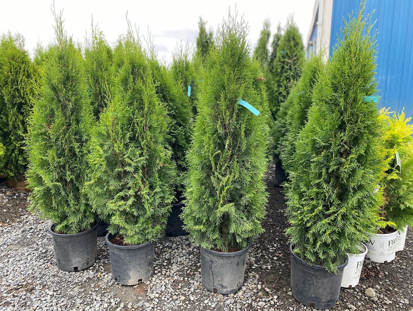 Arborvitaes