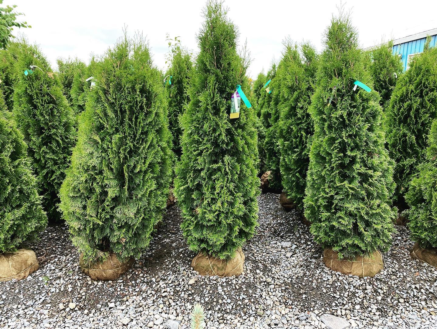 Arborvitaes