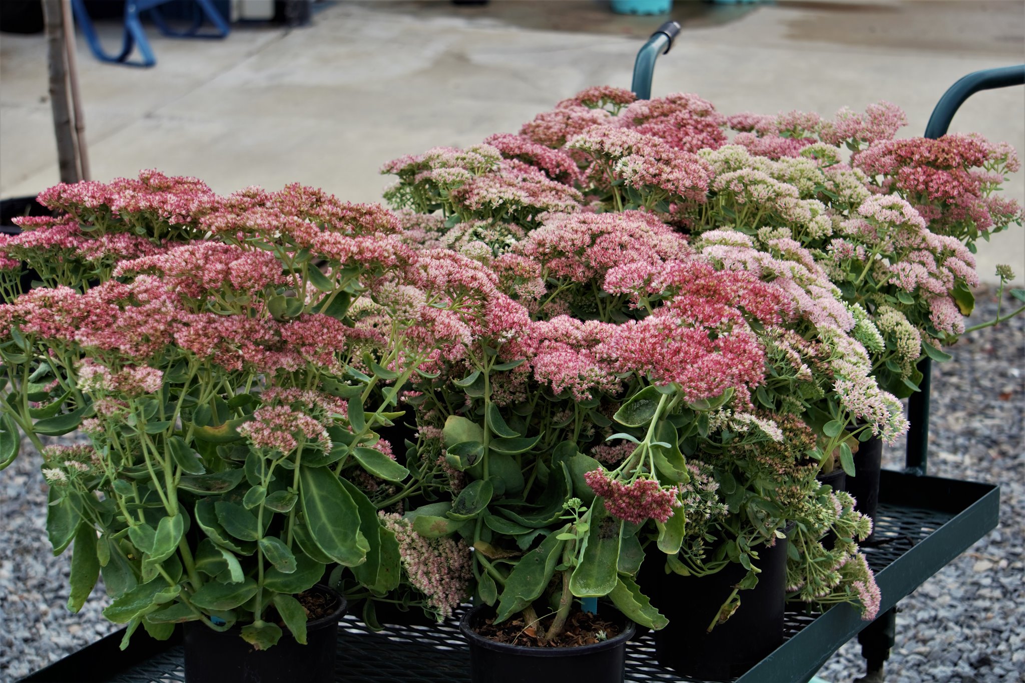 Autumn Joy Sedum