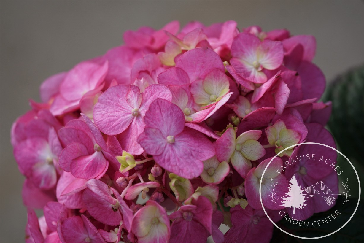 Bloomstruck Hydrangea