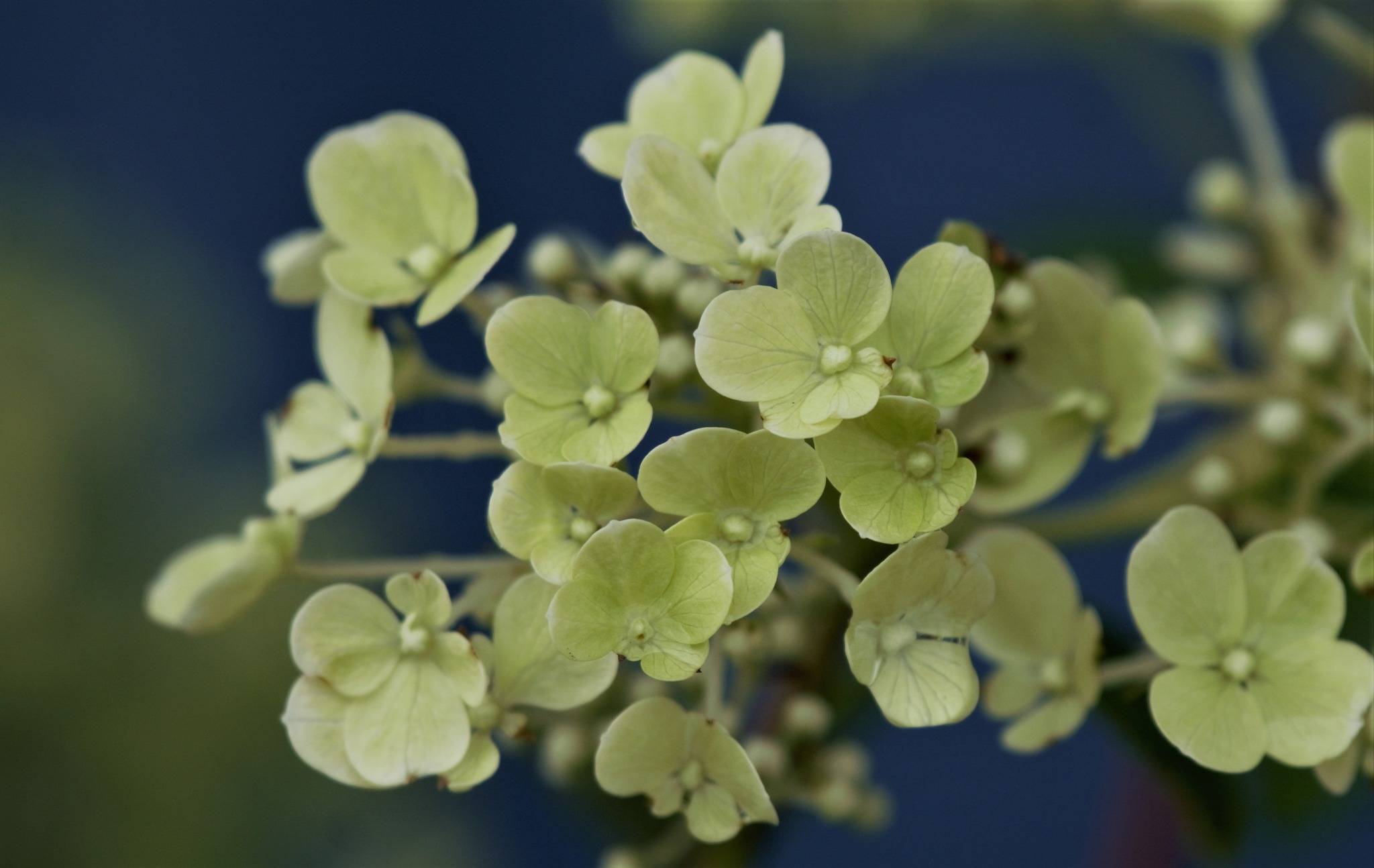 Bobo Hydrangea