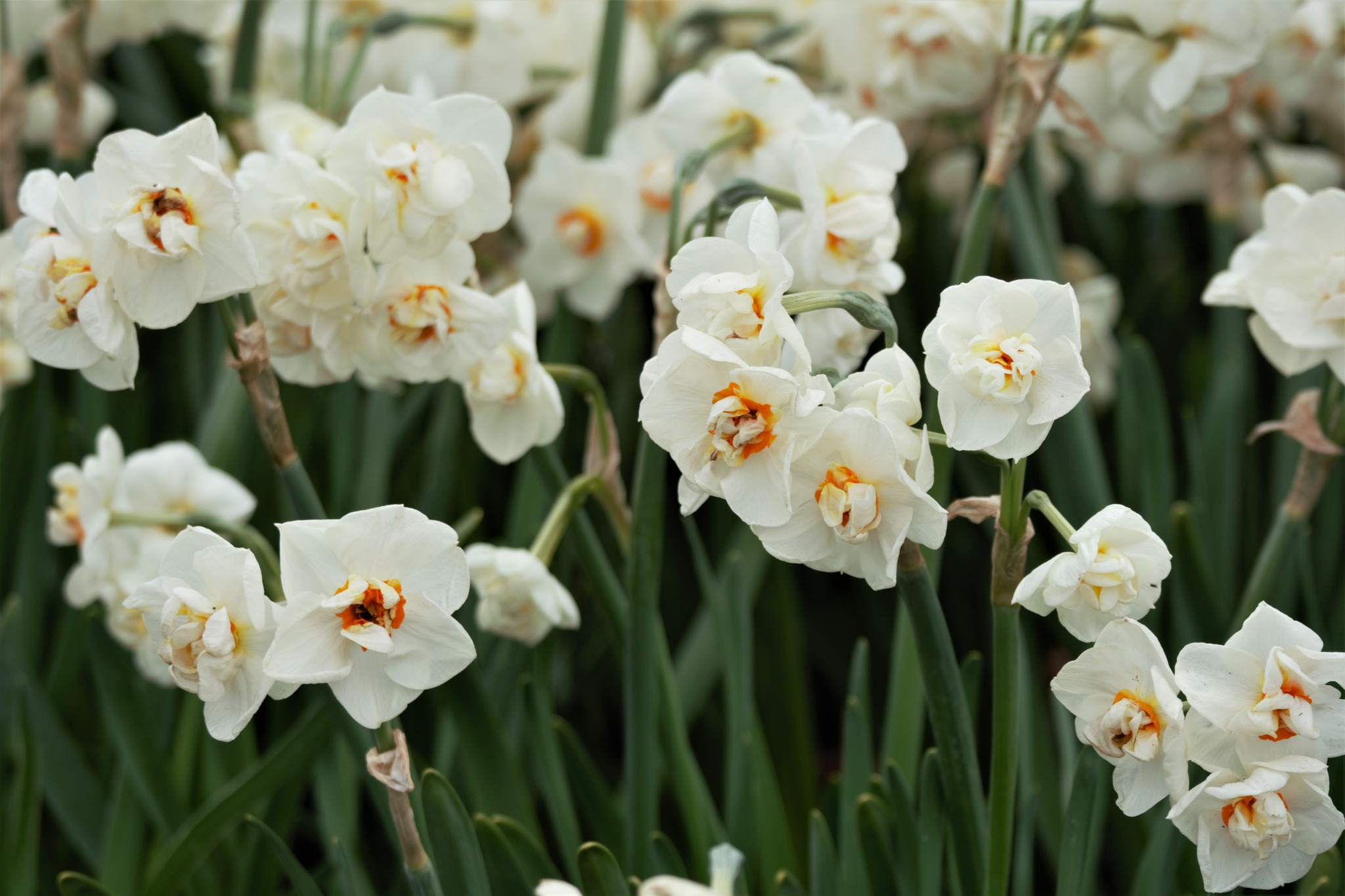 Bridal Crown Daffodil