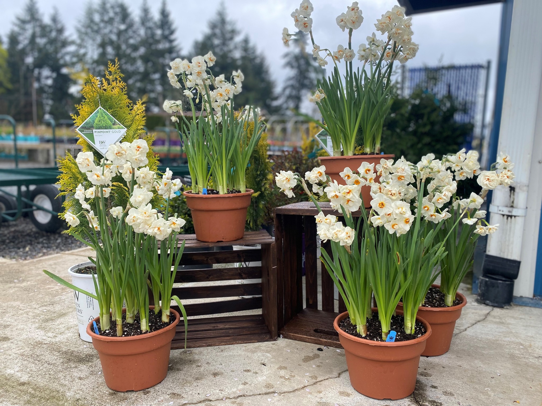 Bridal Crown Daffodil