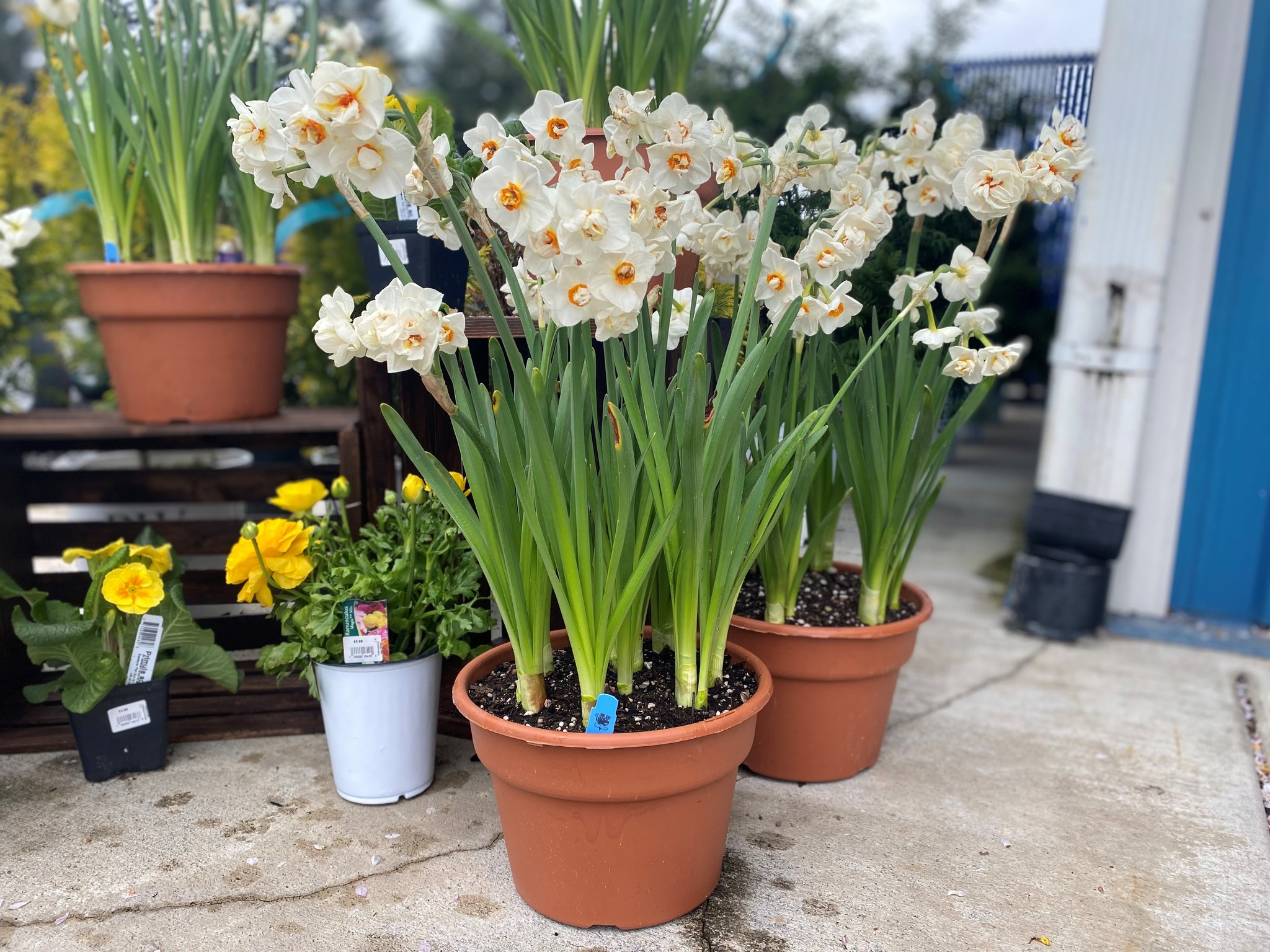 Bridal Crown Daffodil