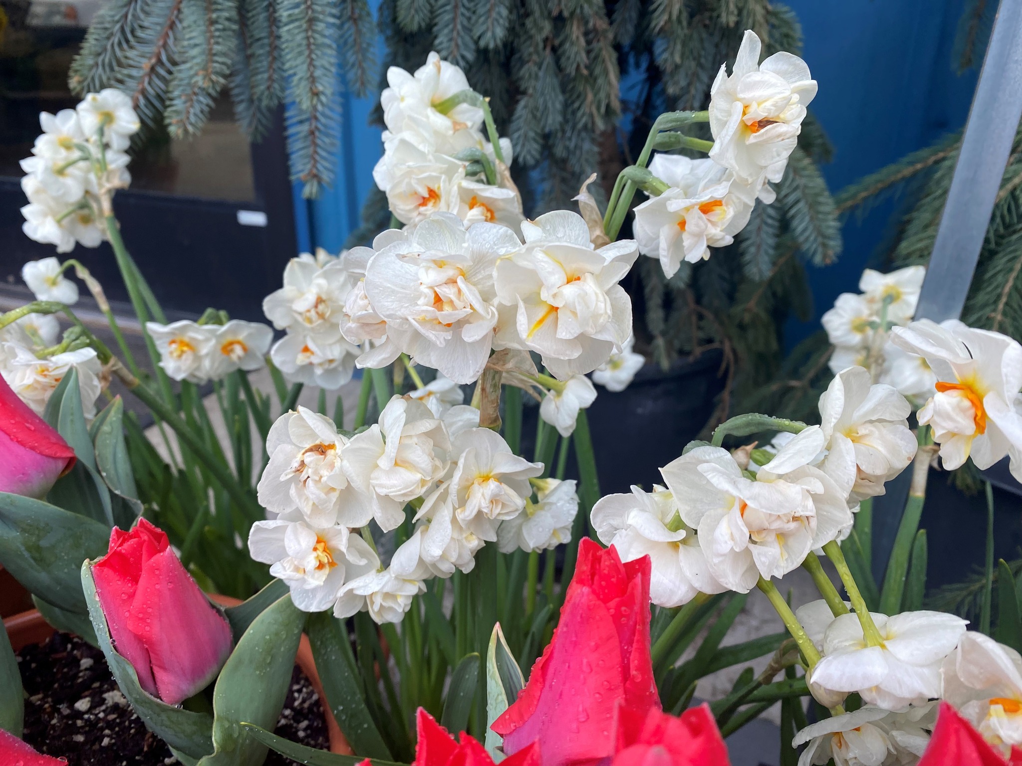 Bridal Crown Daffodil