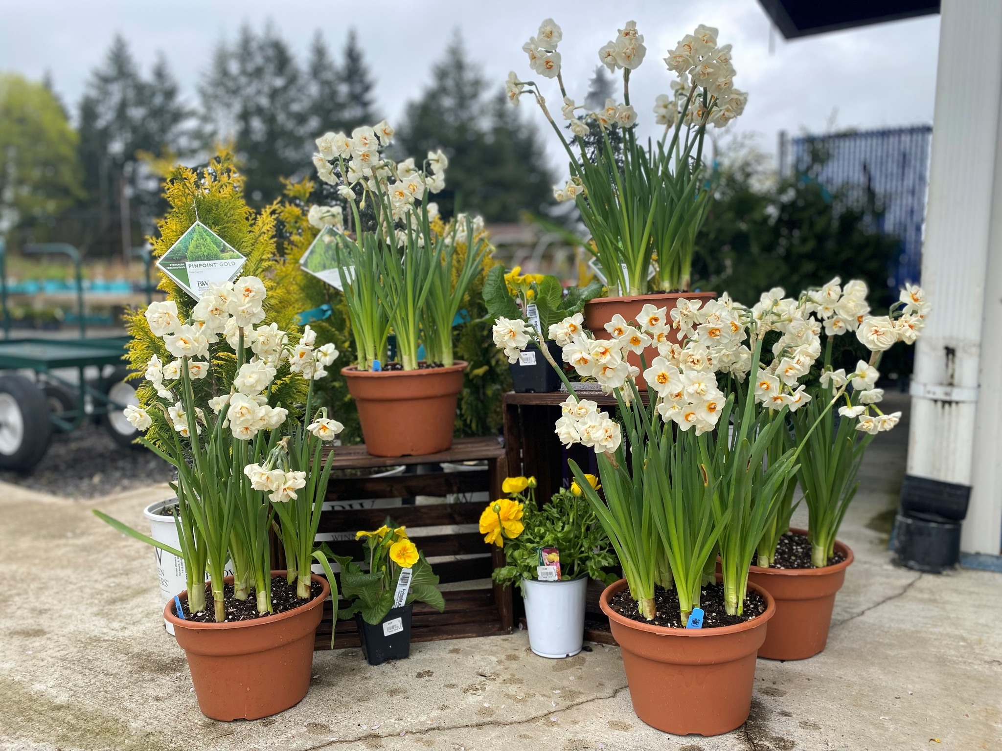 Bridal Crown Daffodil