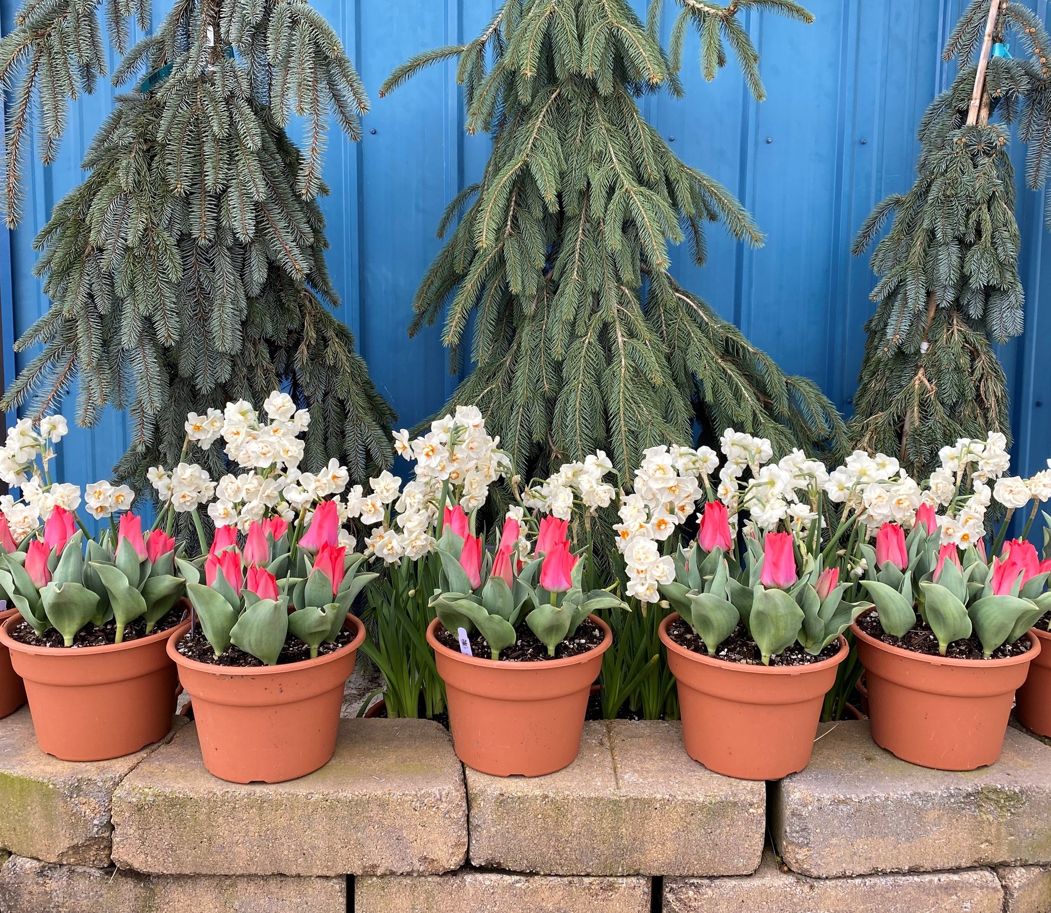 Bridal Crown Daffodil