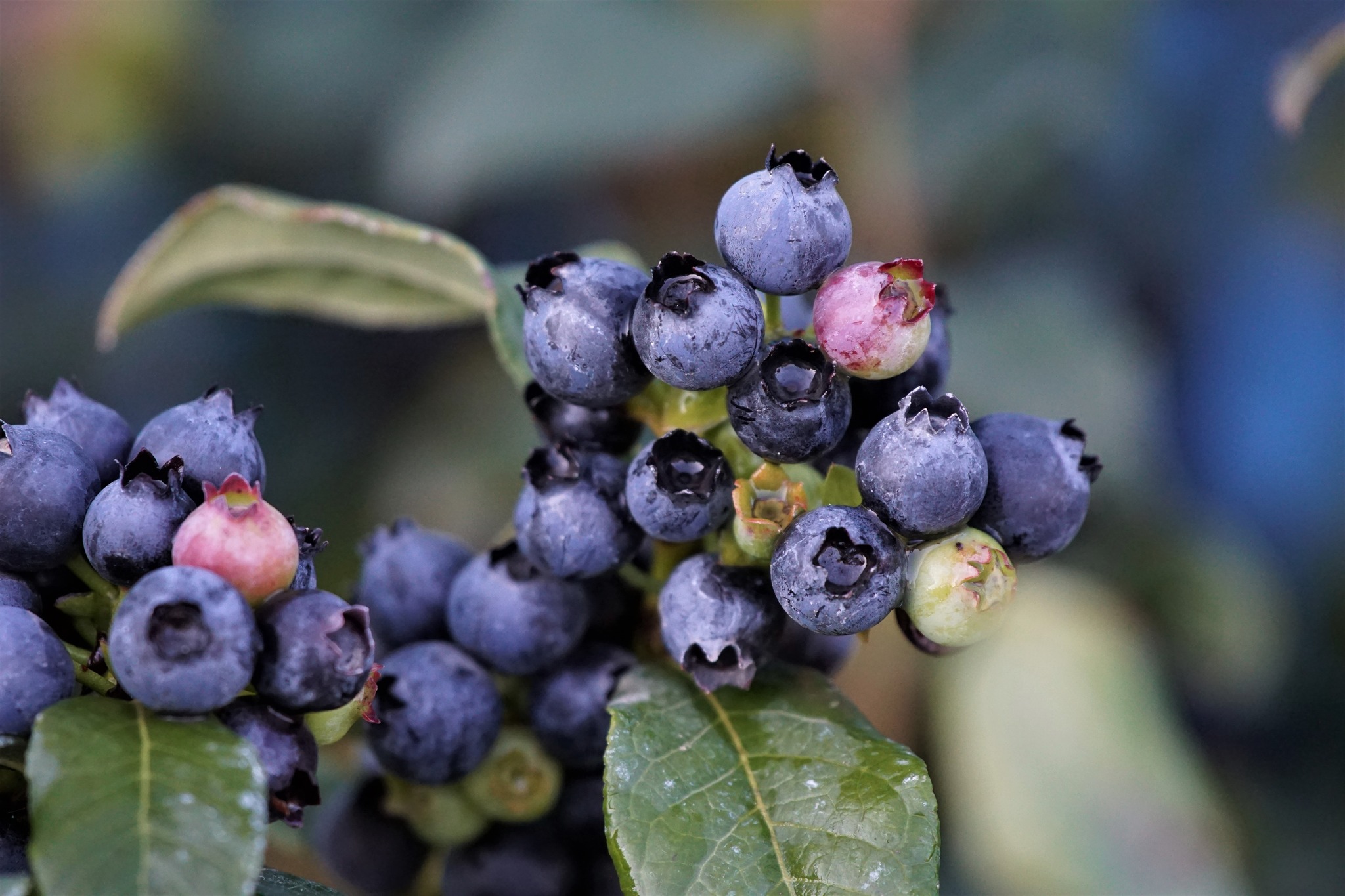 Bushel And Berry Perpetua Blueberry