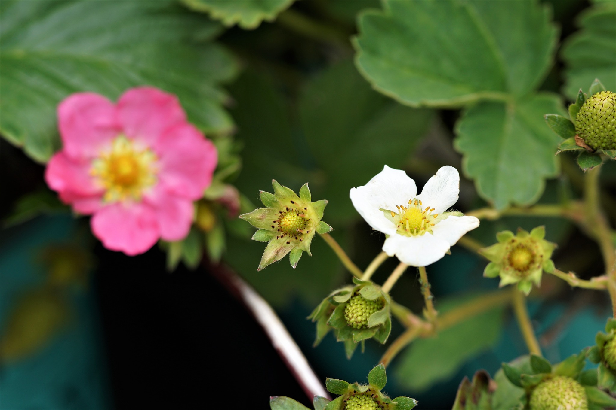 Bushel And Berry Strawberries