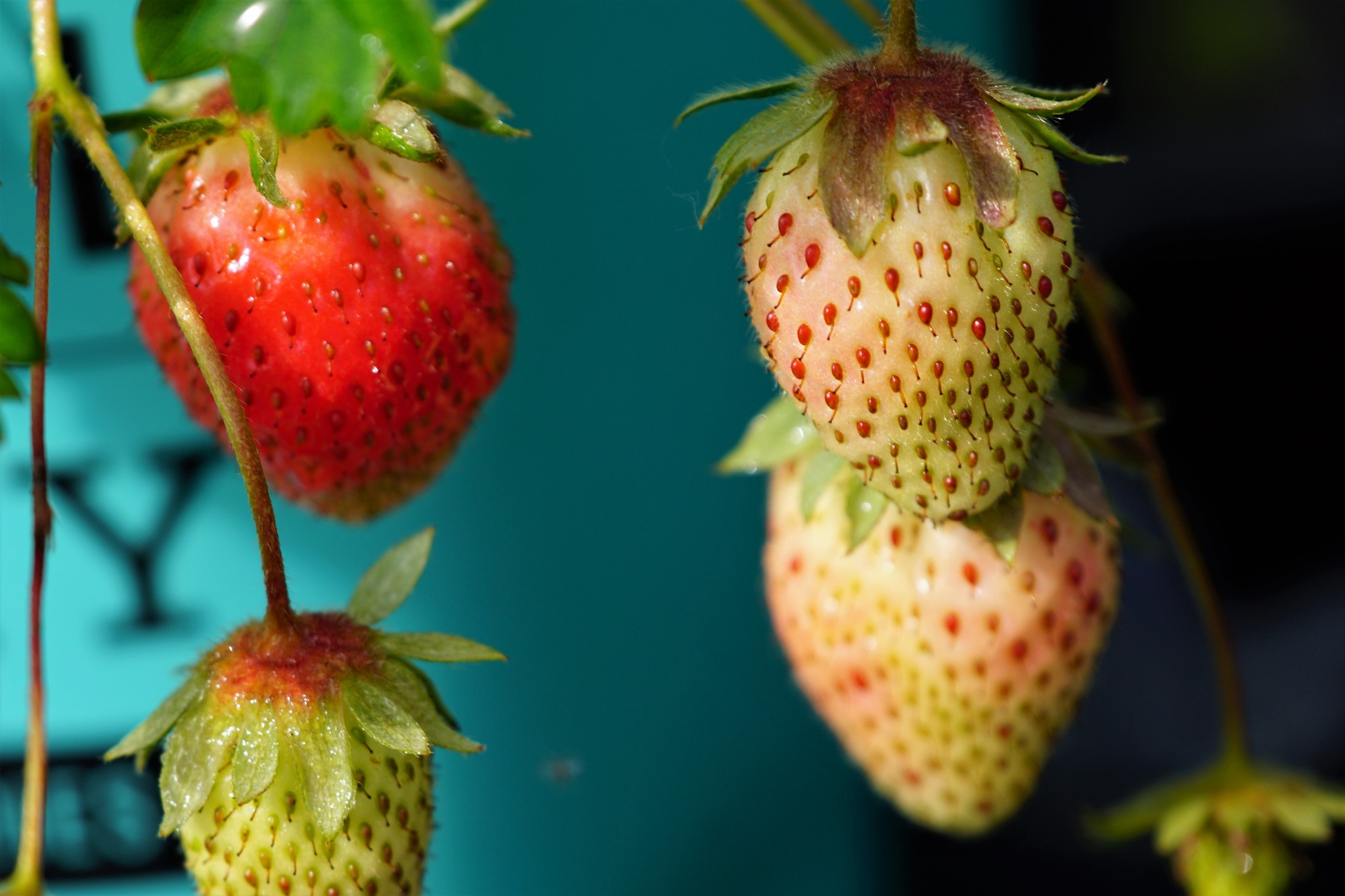 Bushel And Berry Strawberries