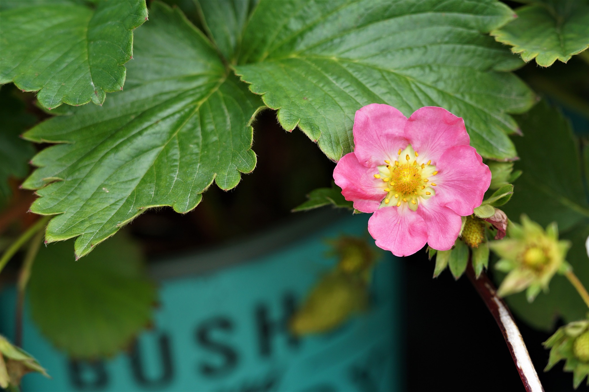 Bushel And Berry Strawberries