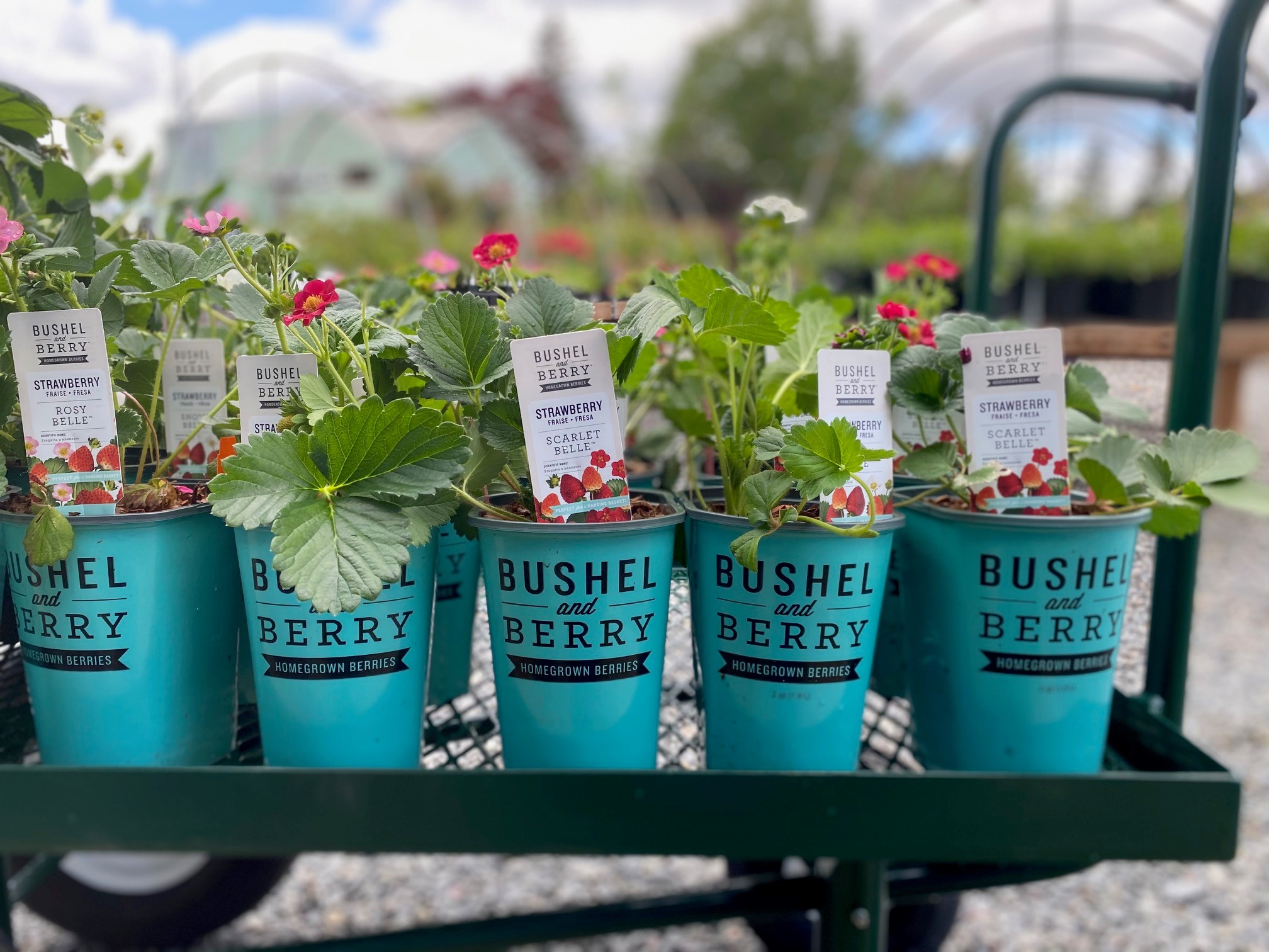 Bushel And Berry Strawberries