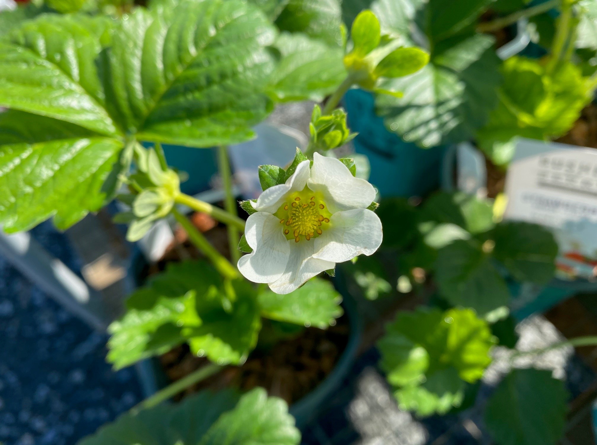 Bushel And Berry Strawberries