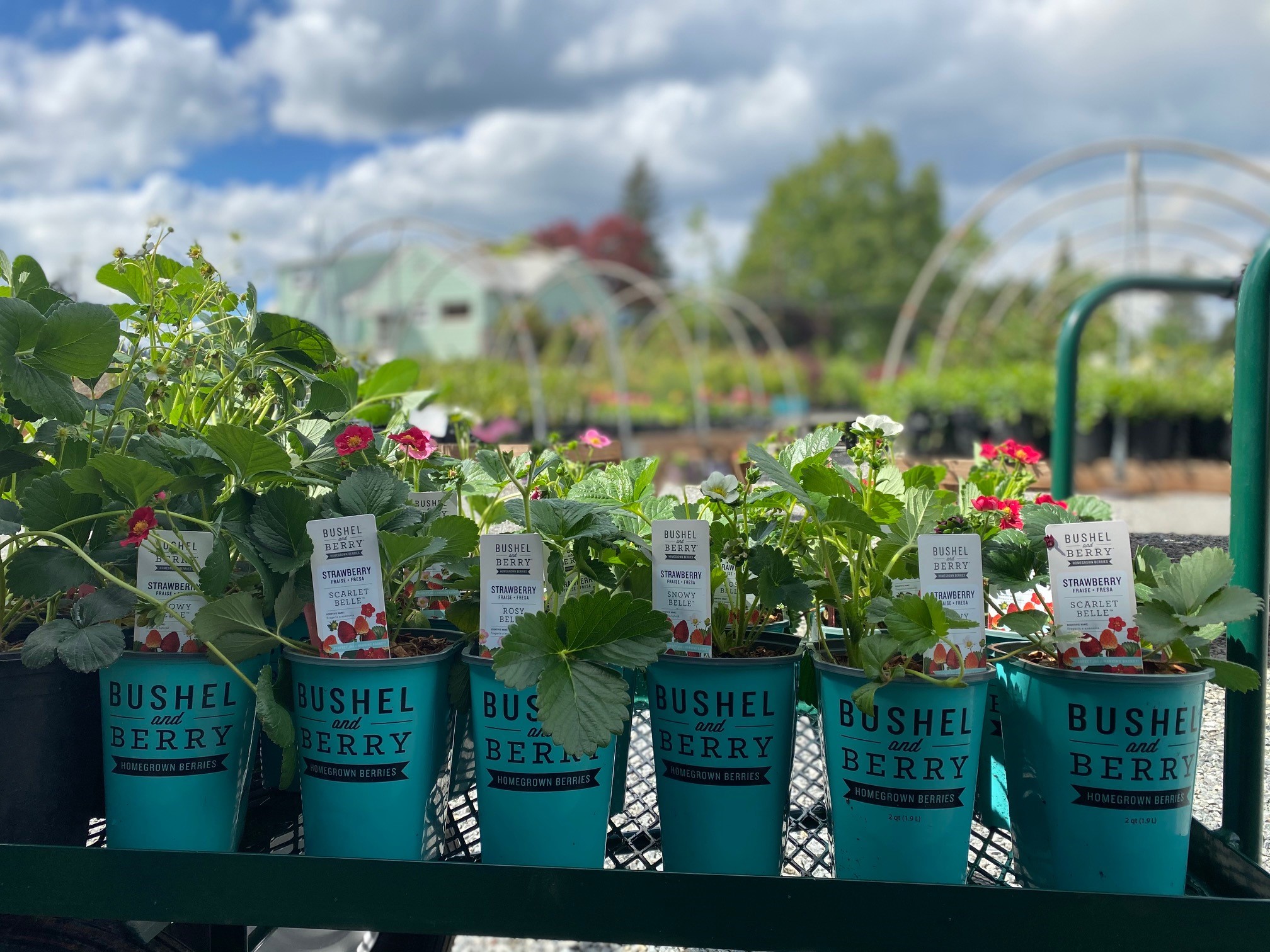 Bushel And Berry Strawberries