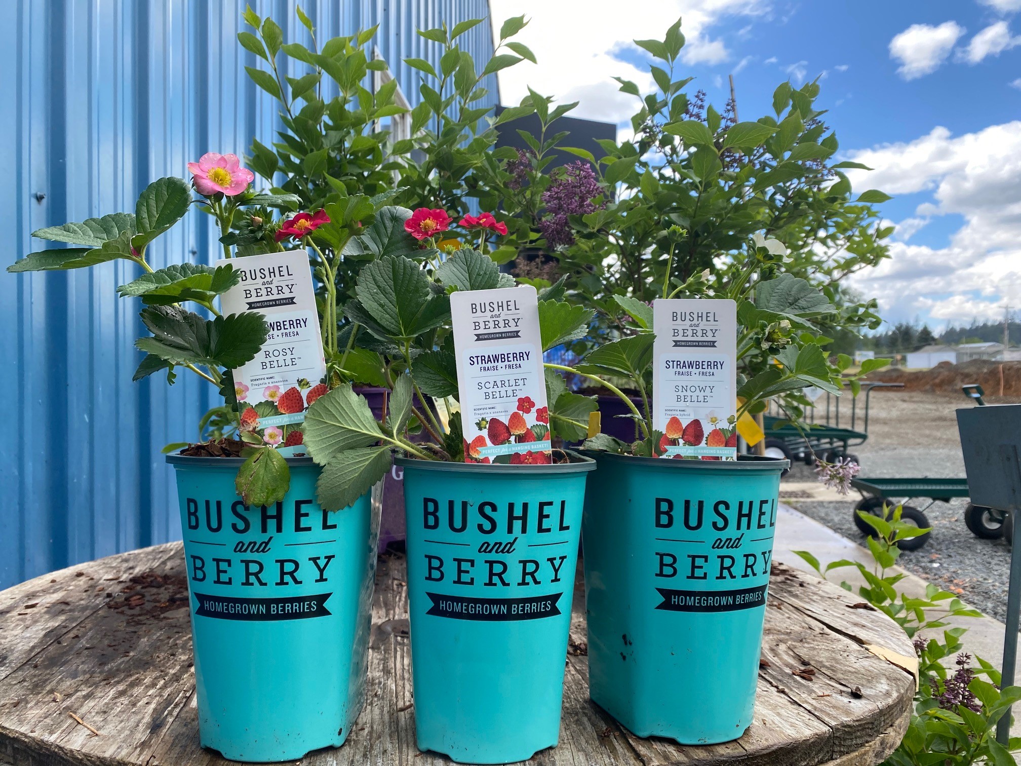 Bushel And Berry Strawberries