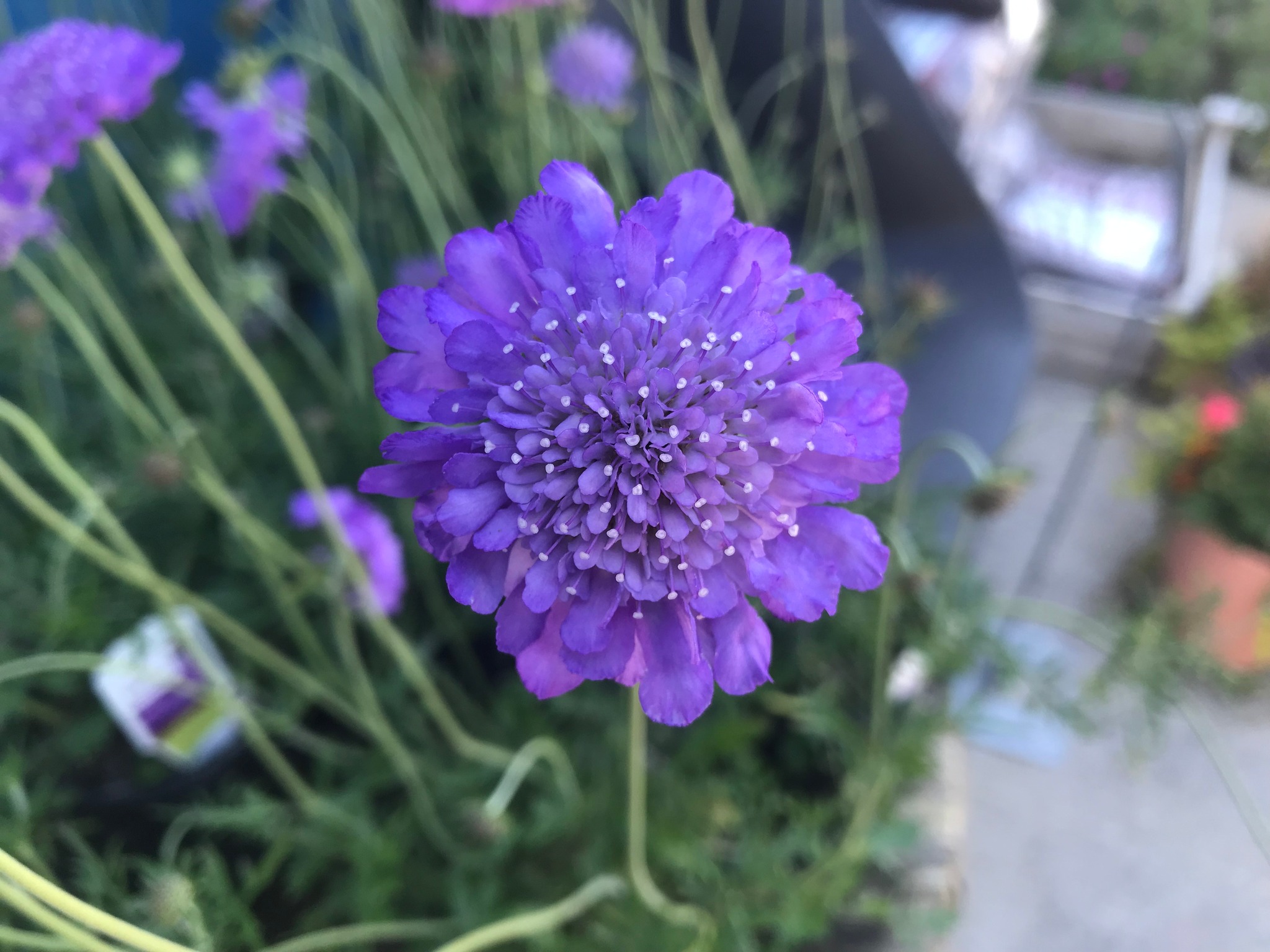 Butterfly Blue Pincusion Flower