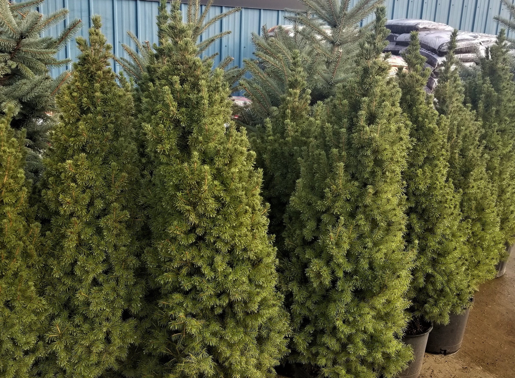 Christmas Spruce