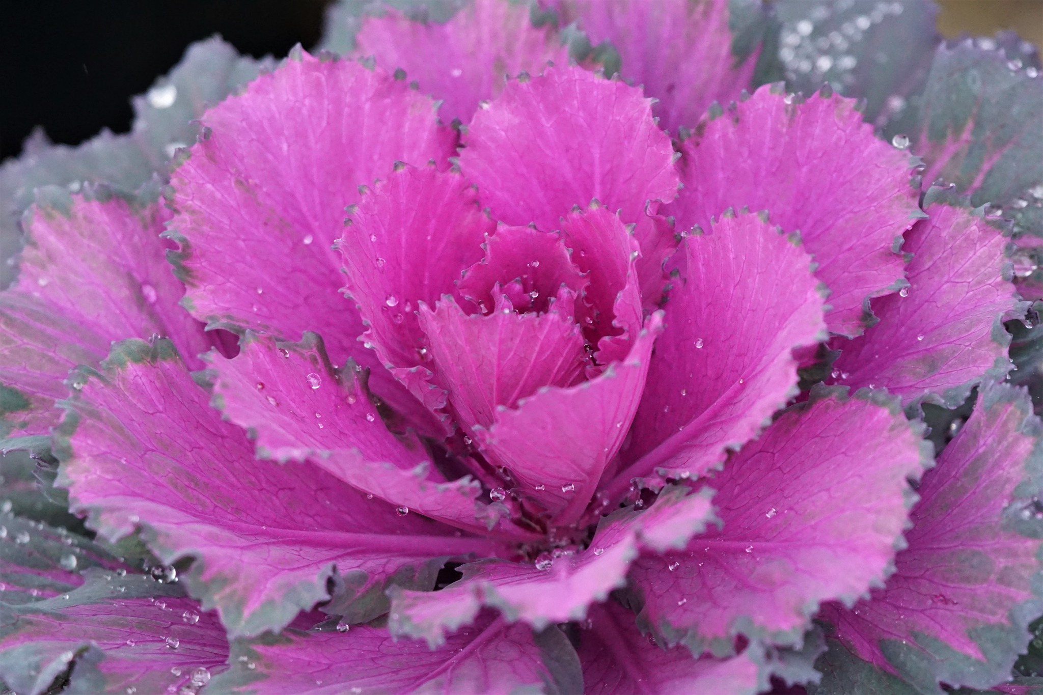 Chrysanthemums Kale Cabbage