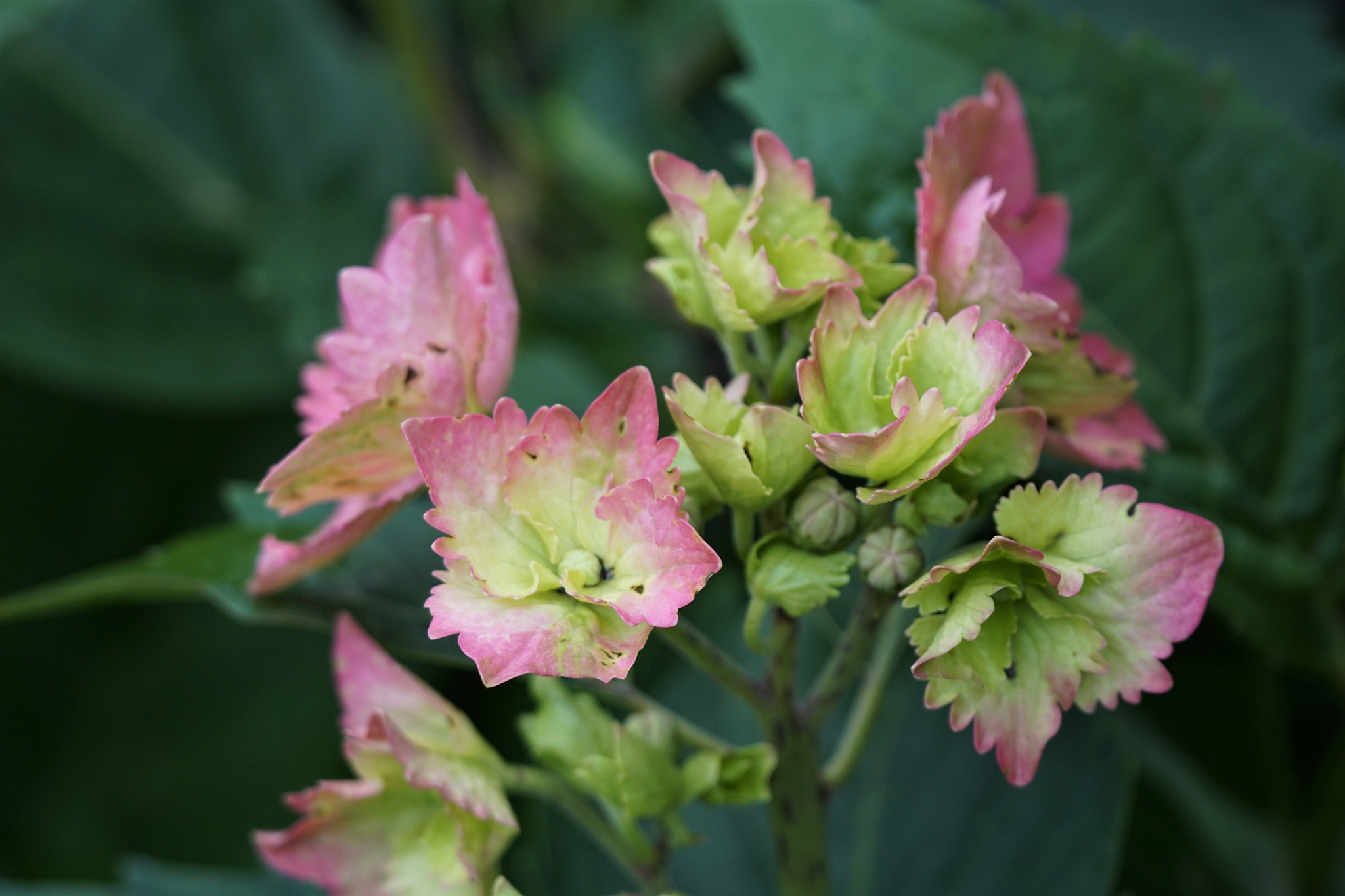 Color In Your Garden