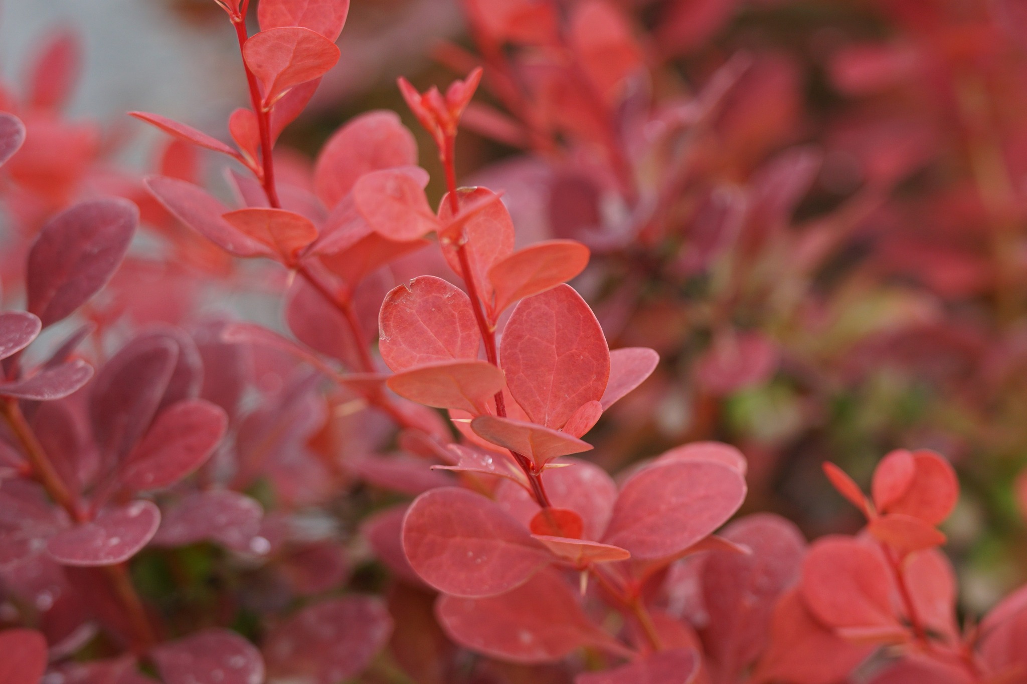 Color In Your Garden