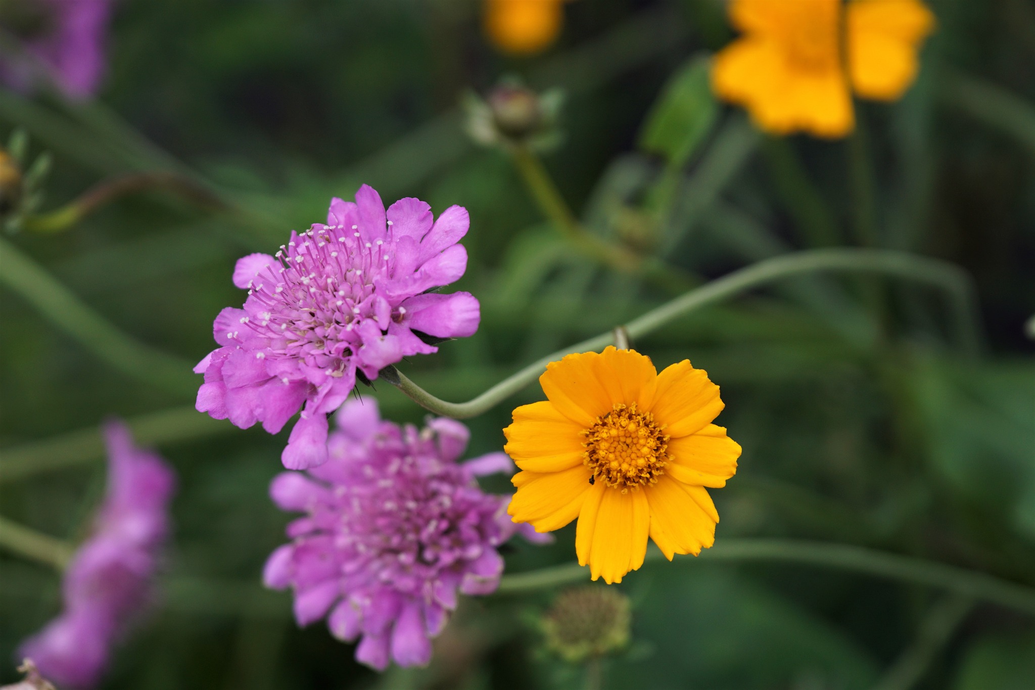 Color In Your Garden