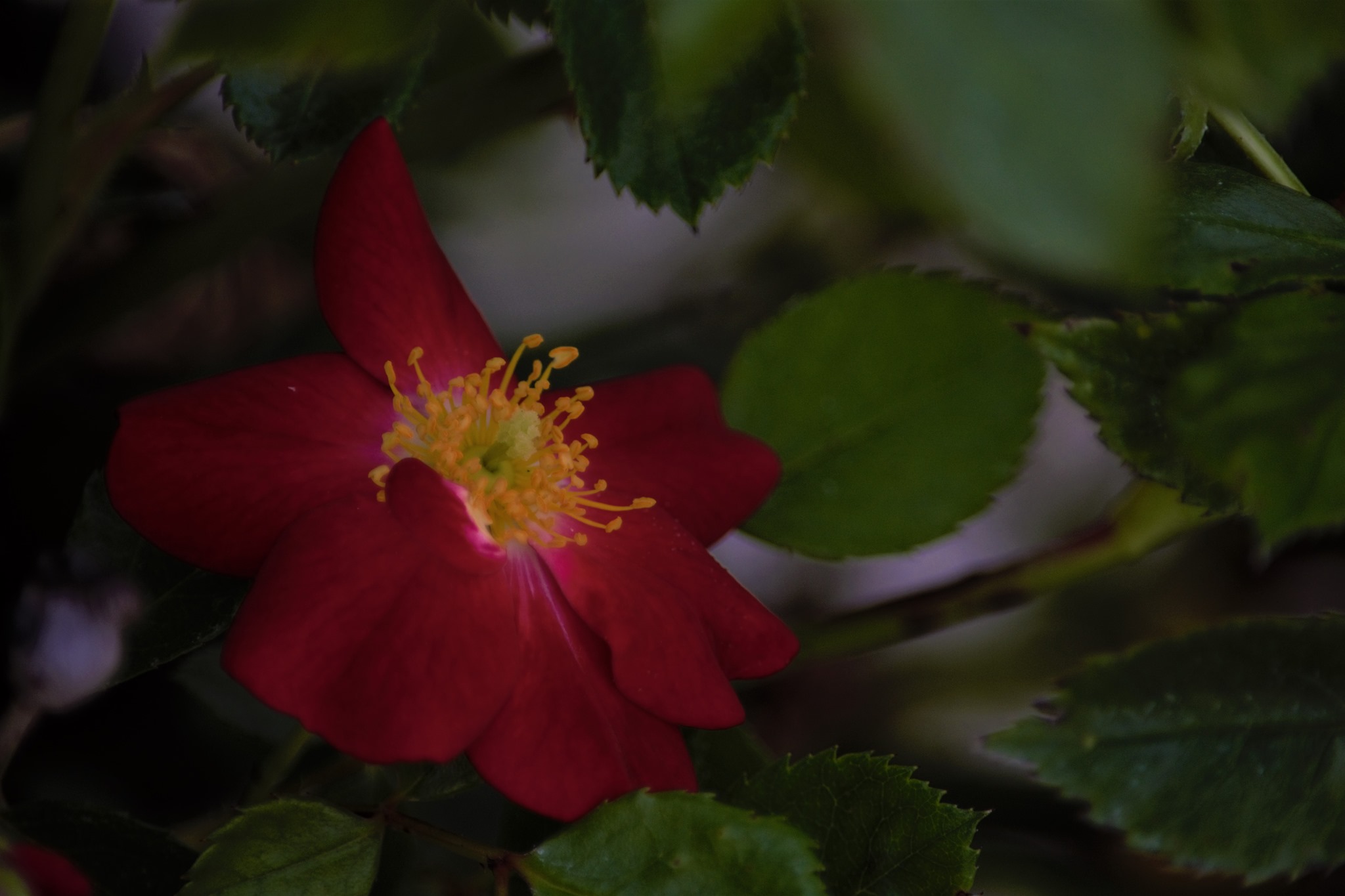 Crimson Meidiland Rose