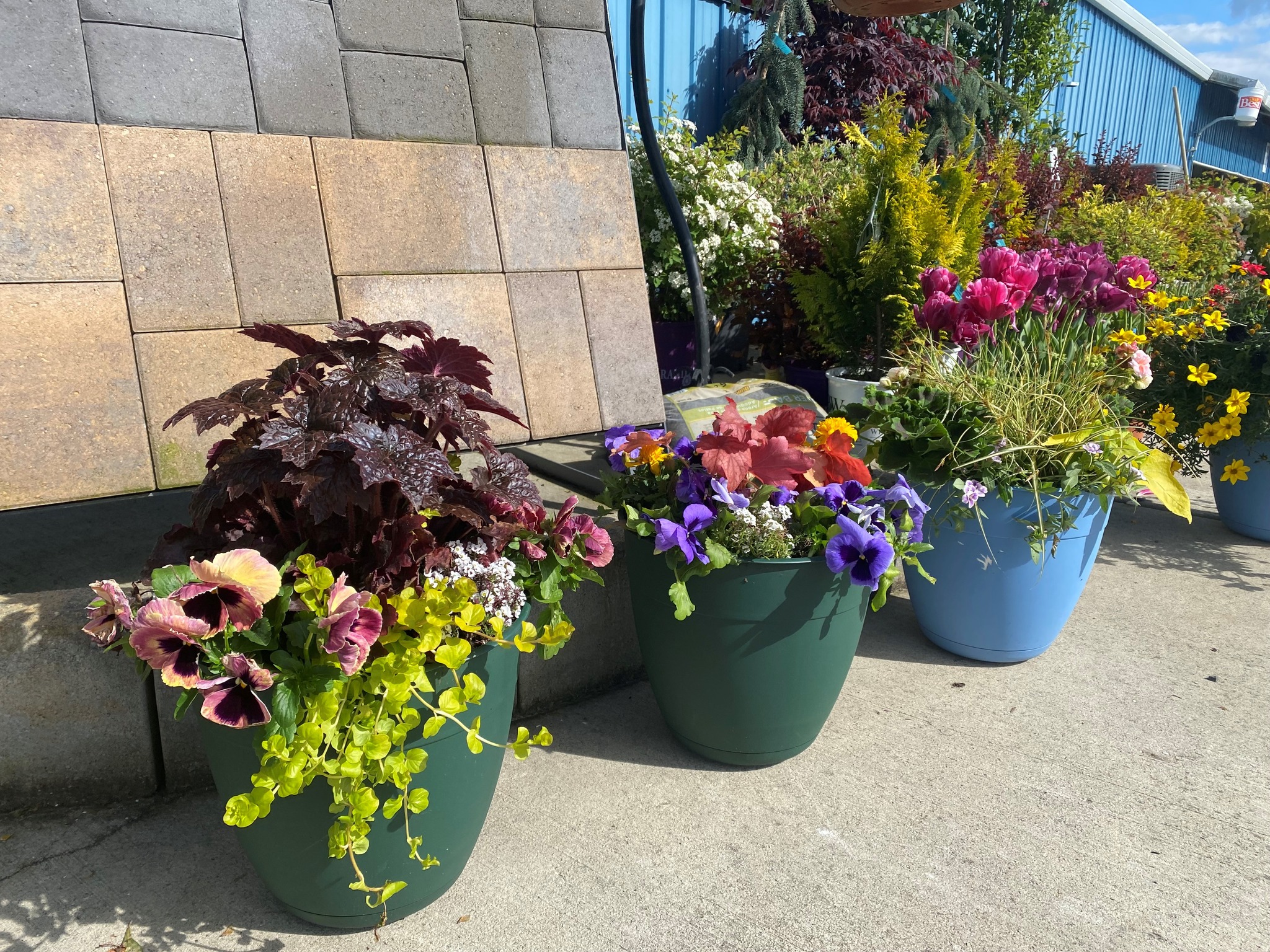 Decorative Pots