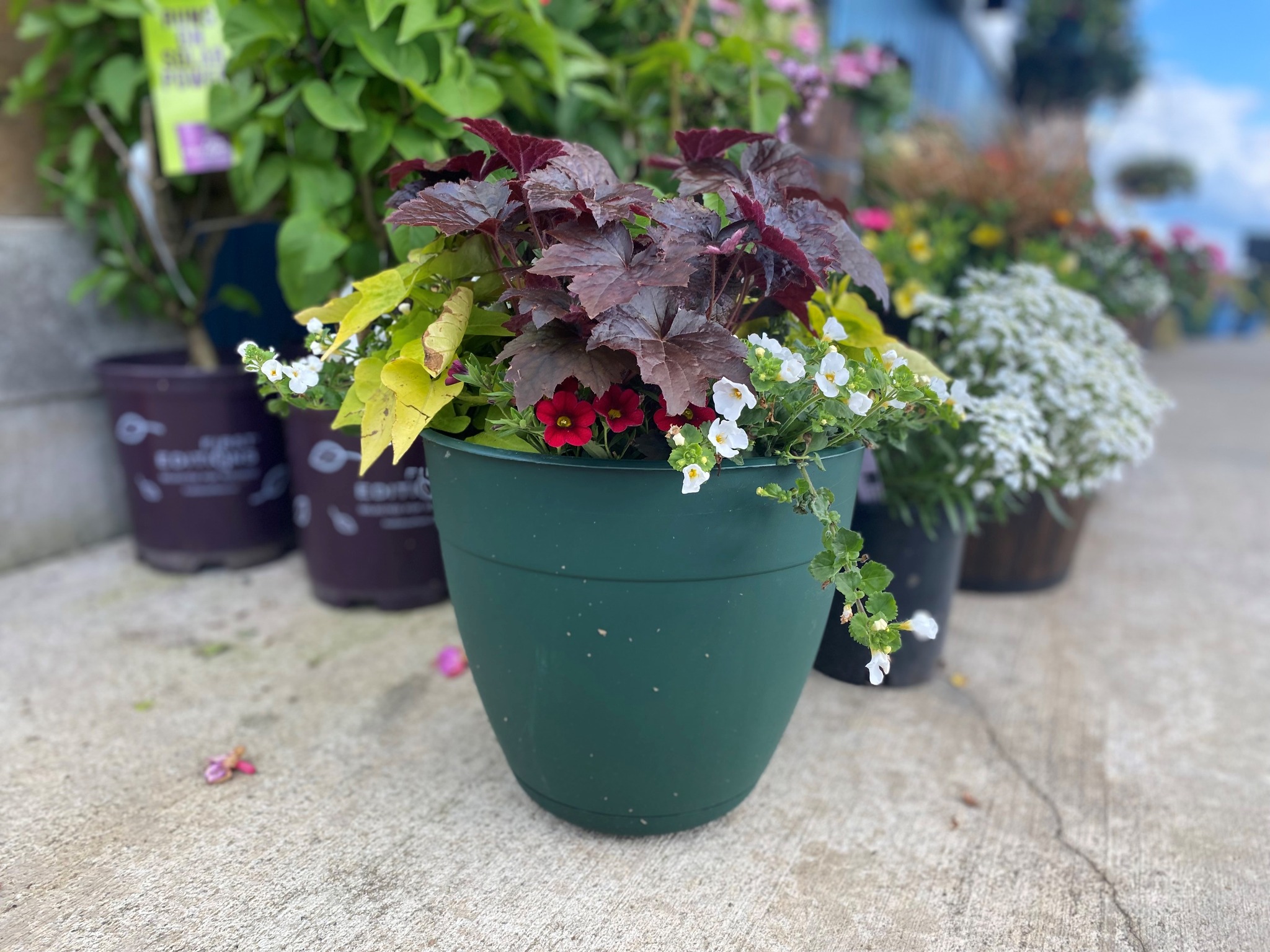 Decorative Pots