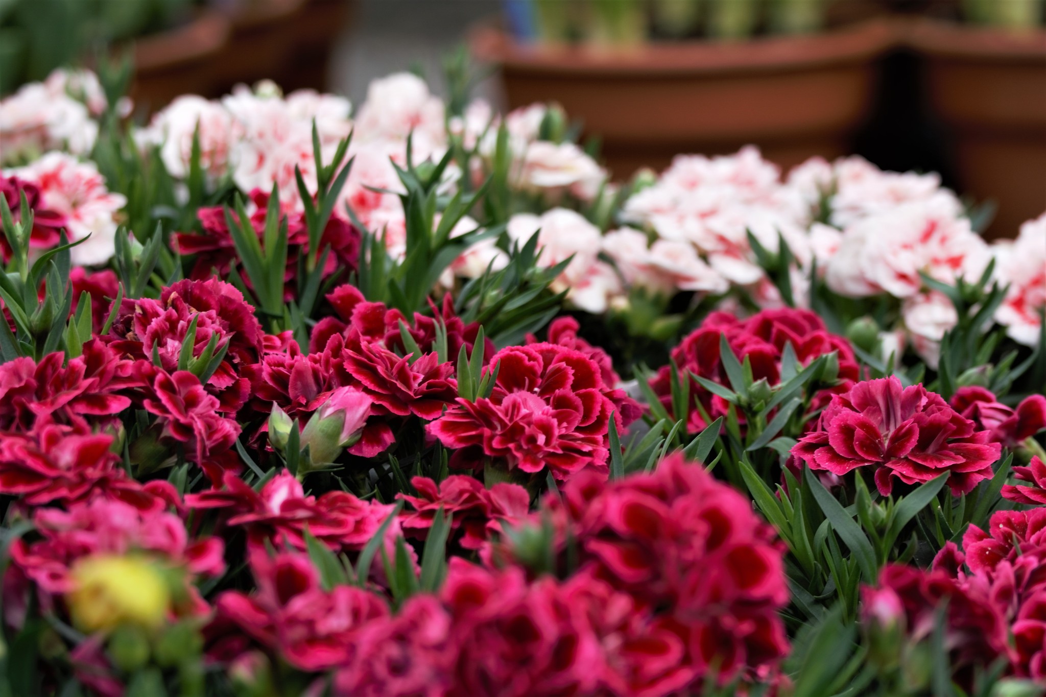 Dianthus