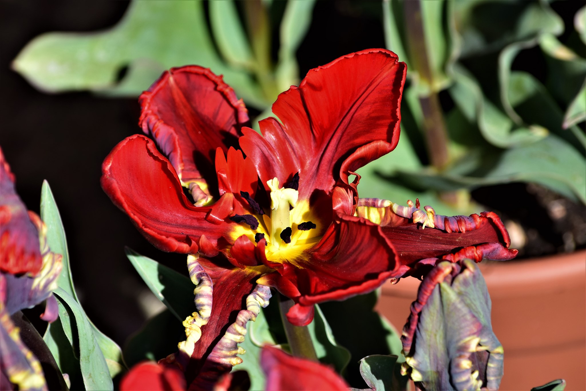 Easter Tulips