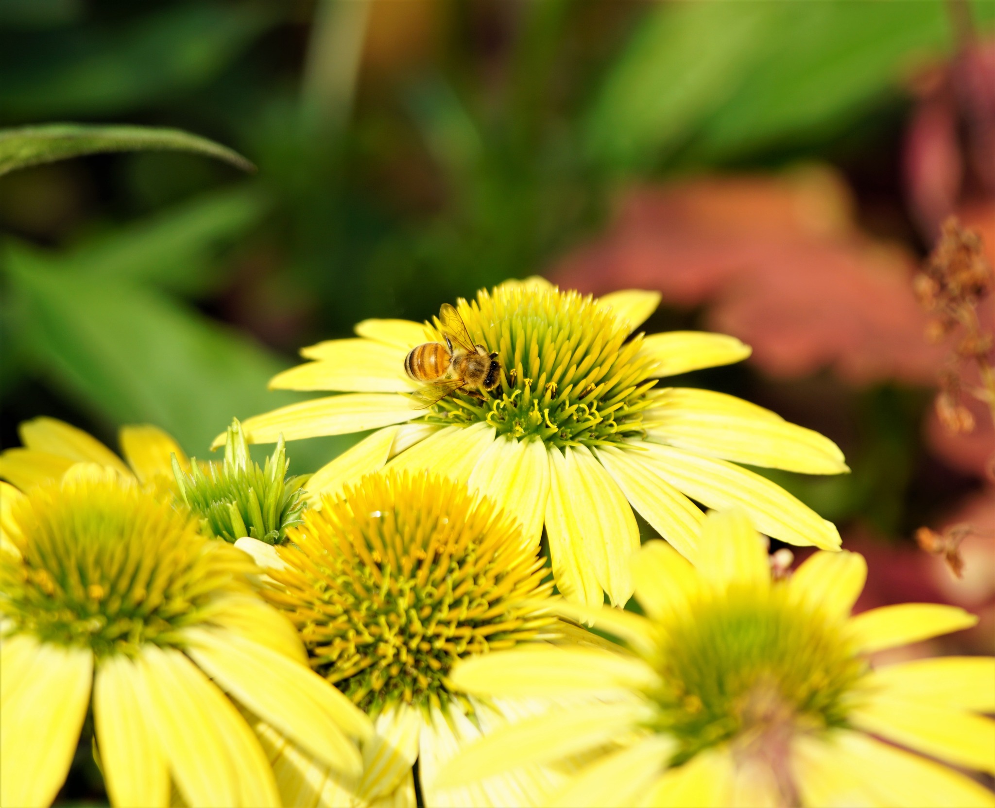 Echinacea