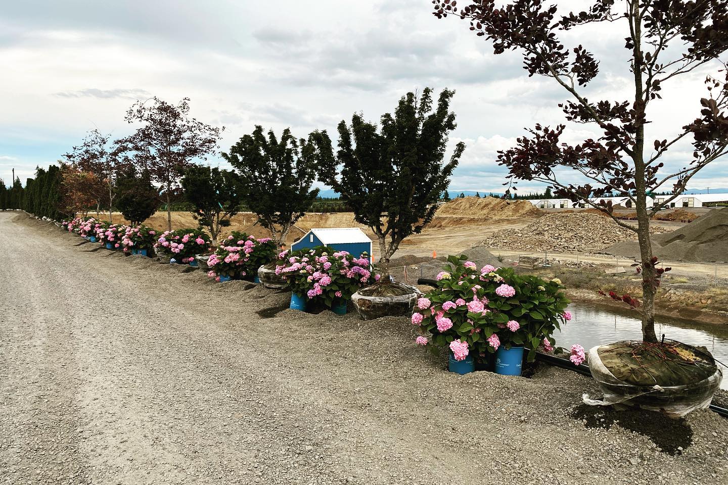 Endless Summer Hydrangeas