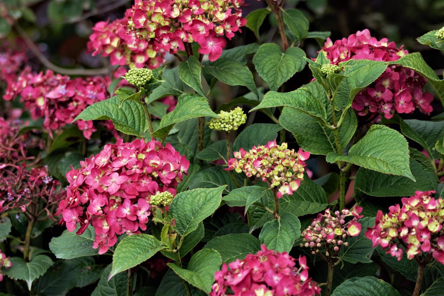 Endless Summer Hydrangeas