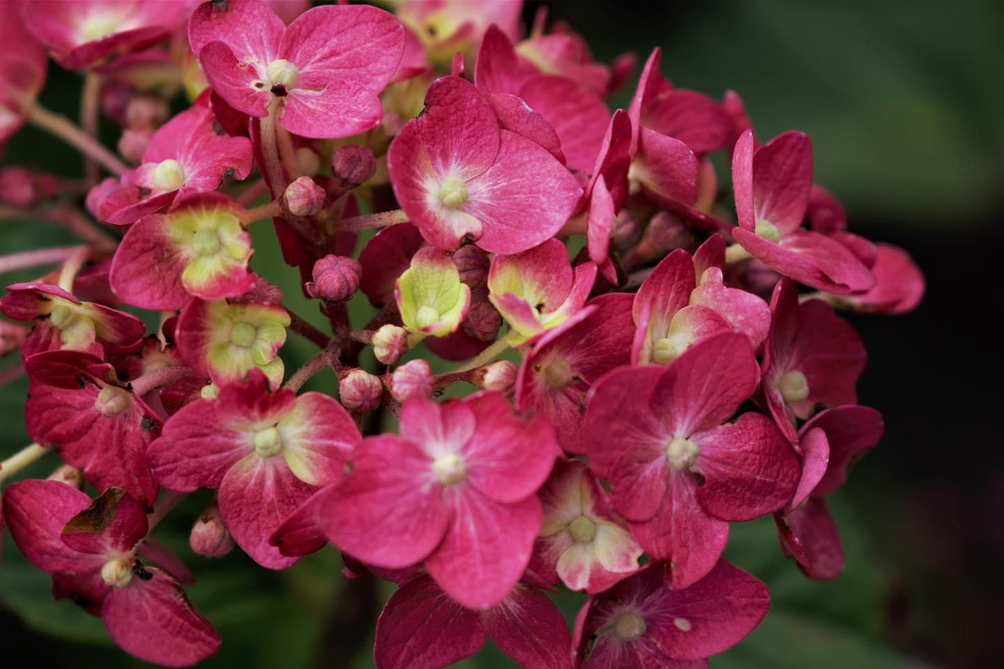 Endless Summer Hydrangeas