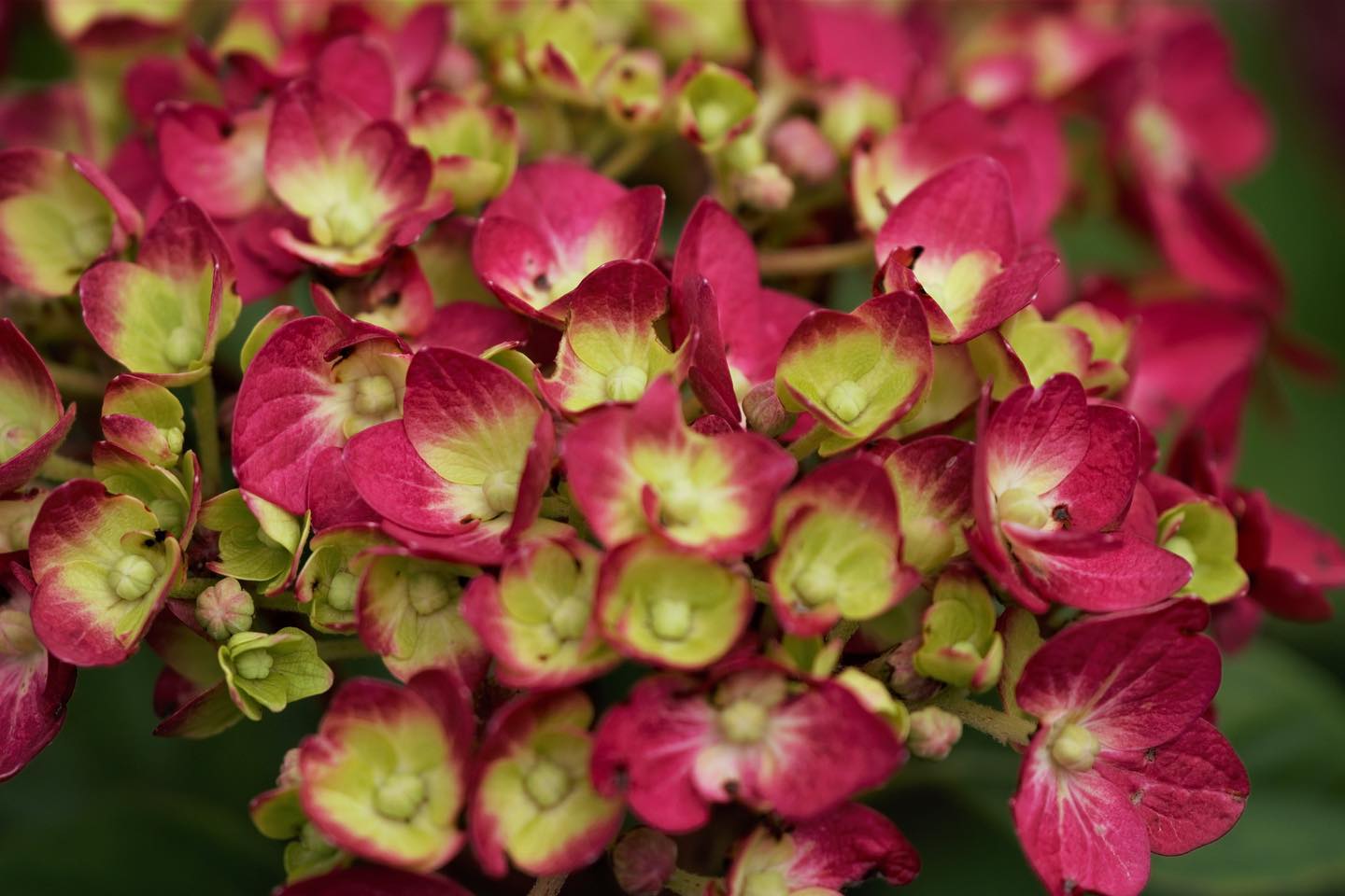 Endless Summer Hydrangeas