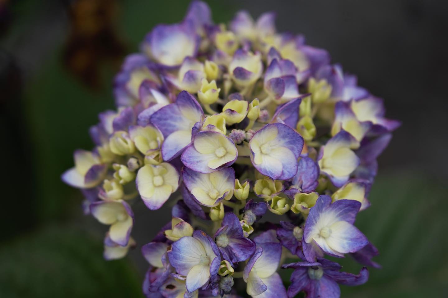 Endless Summer Hydrangeas