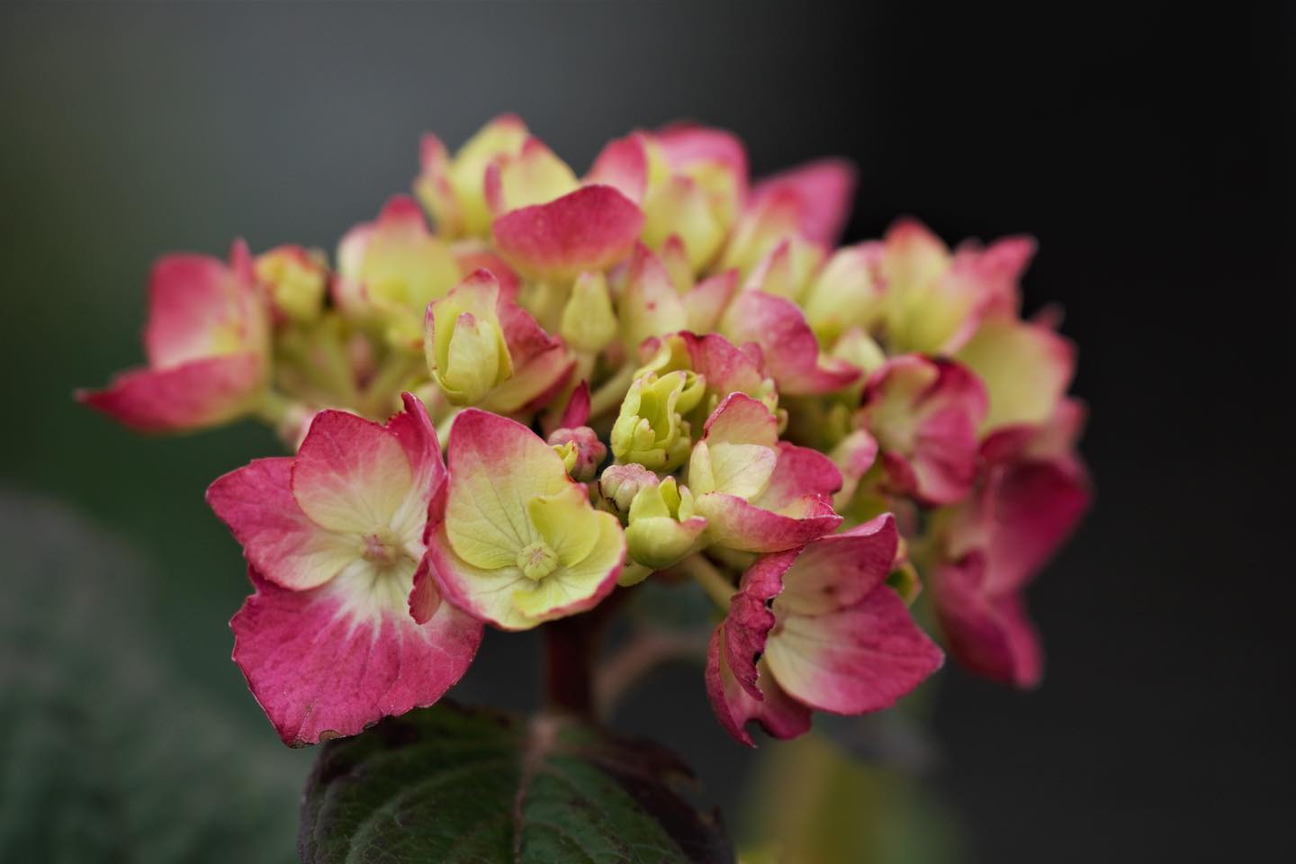 Endless Summer Hydrangeas