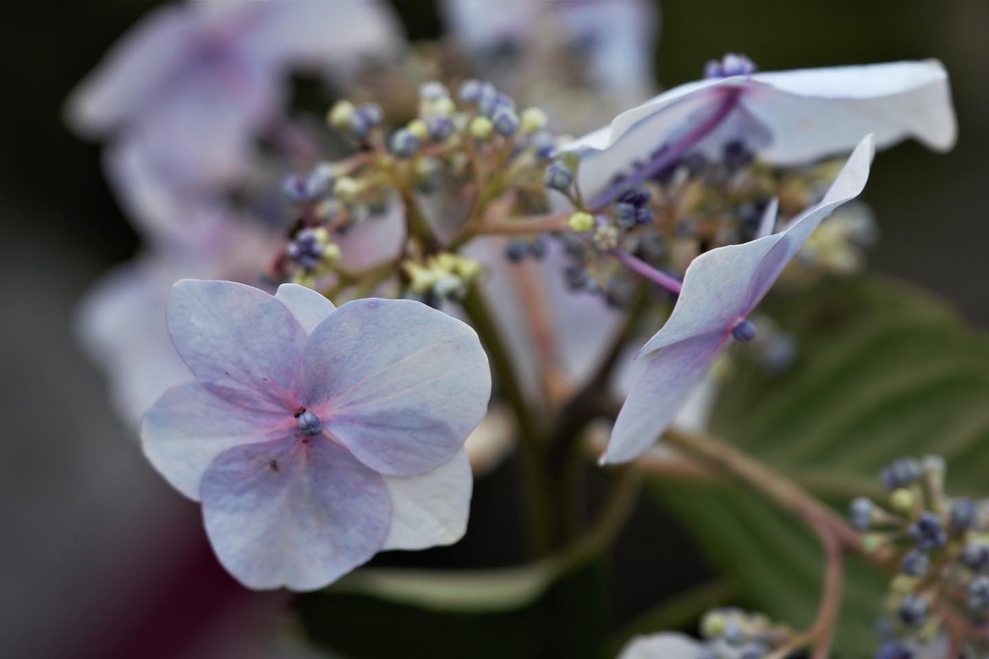 Endless Summer Hydrangeas