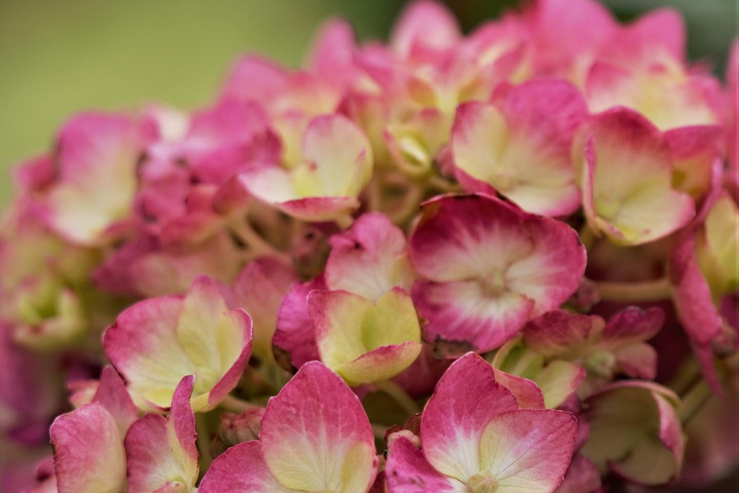 Endless Summer Hydrangeas