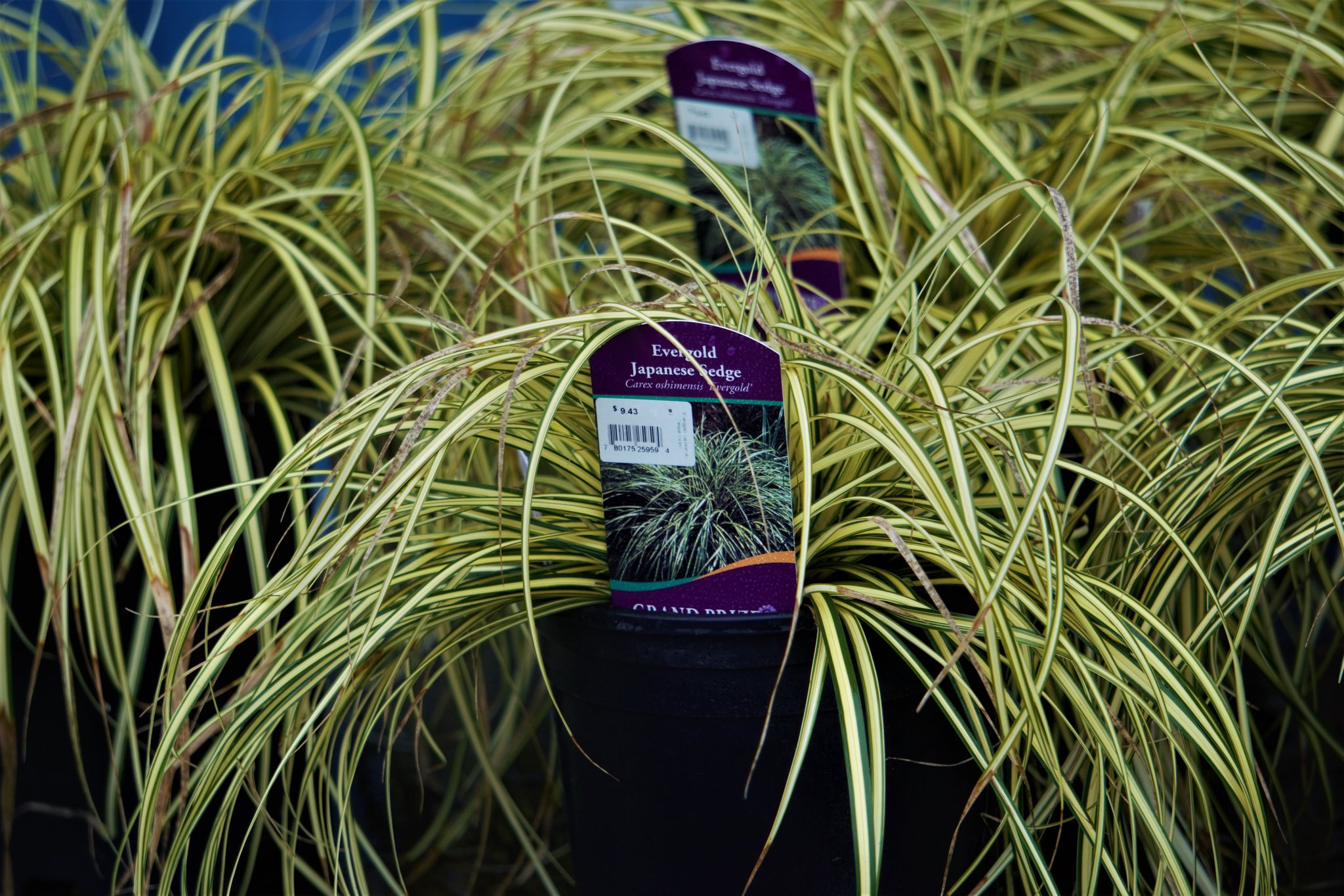 Evergold Japanese Sedge Grass