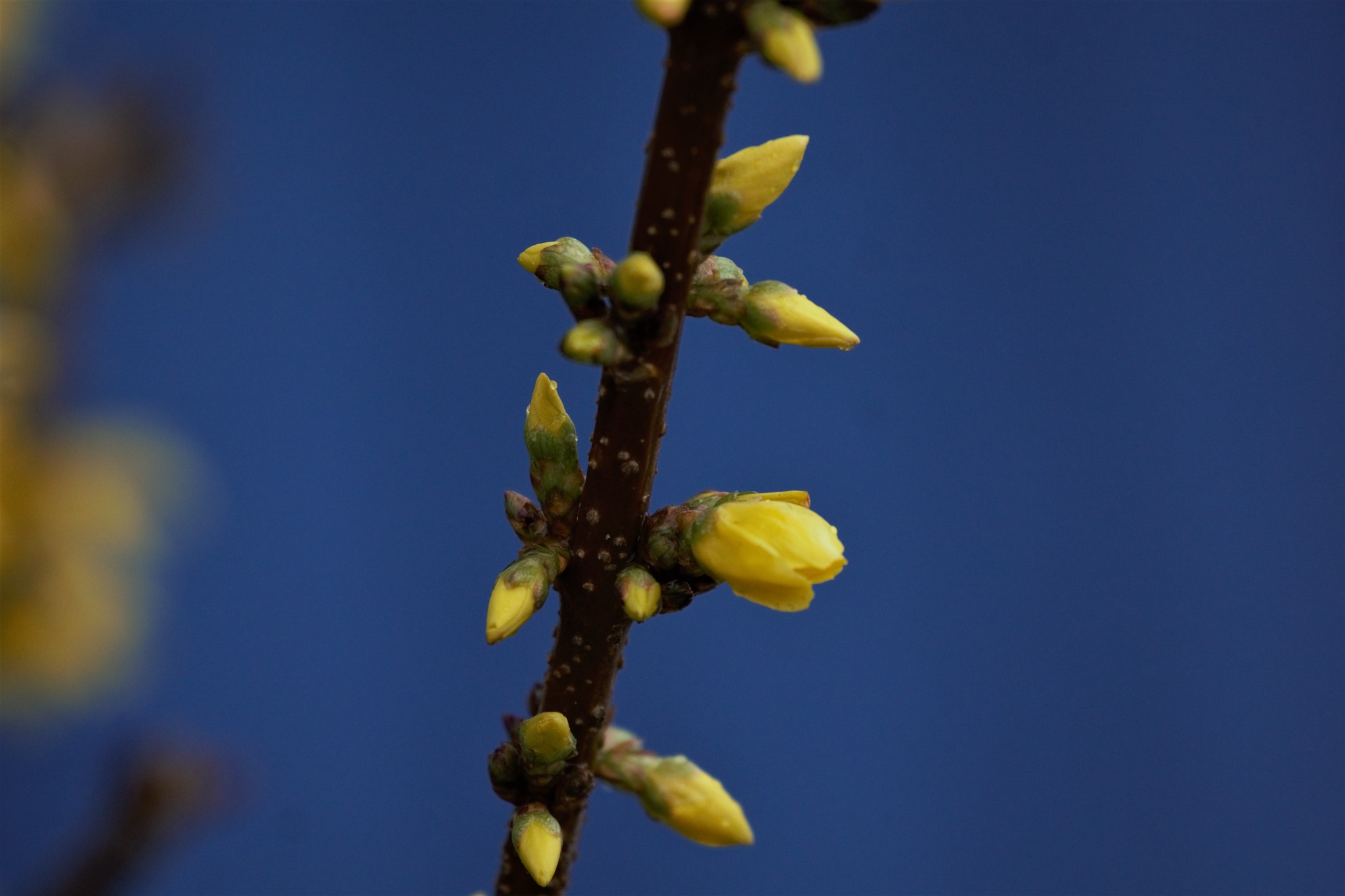 Forsythia