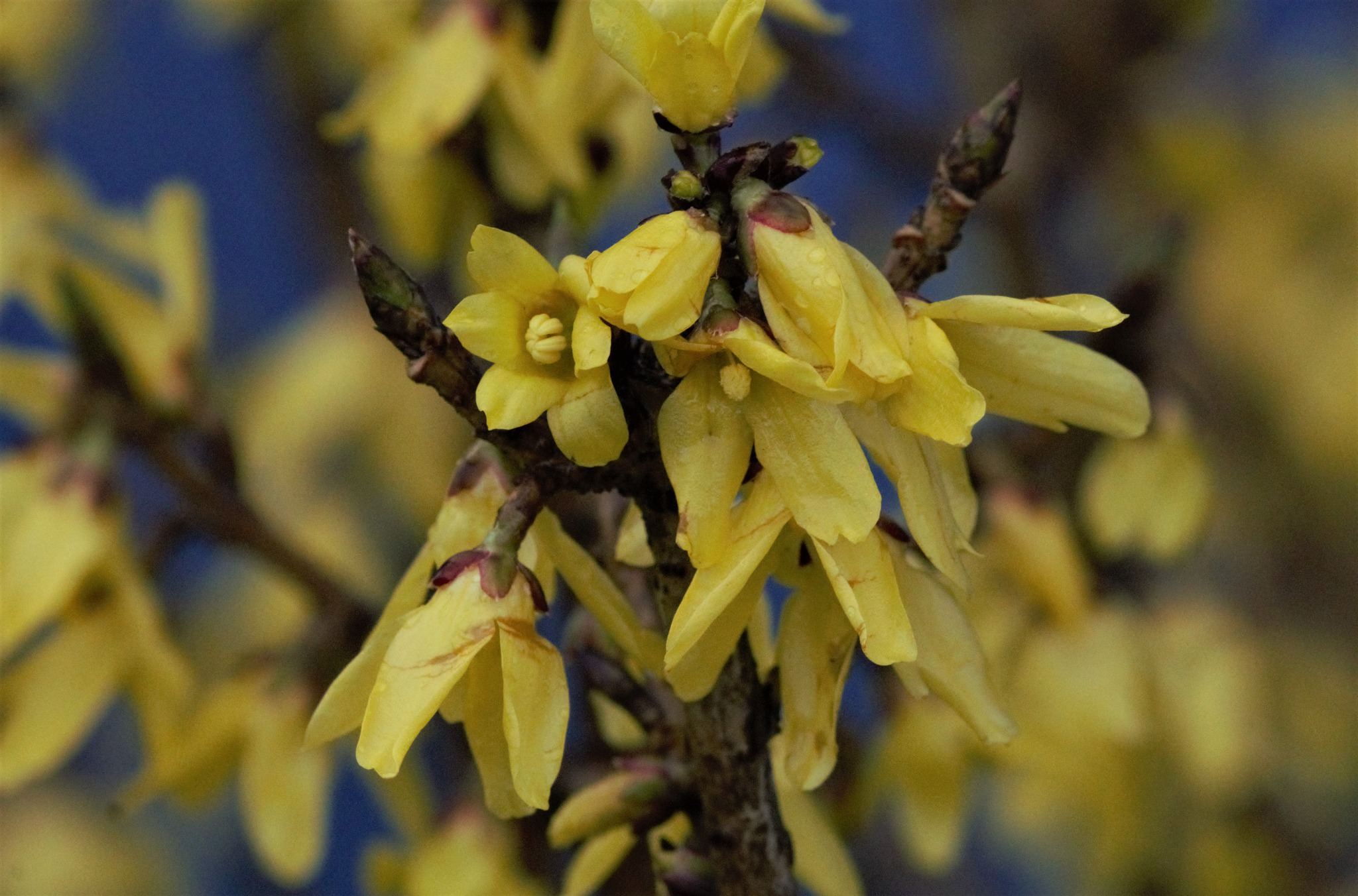 Forsythia