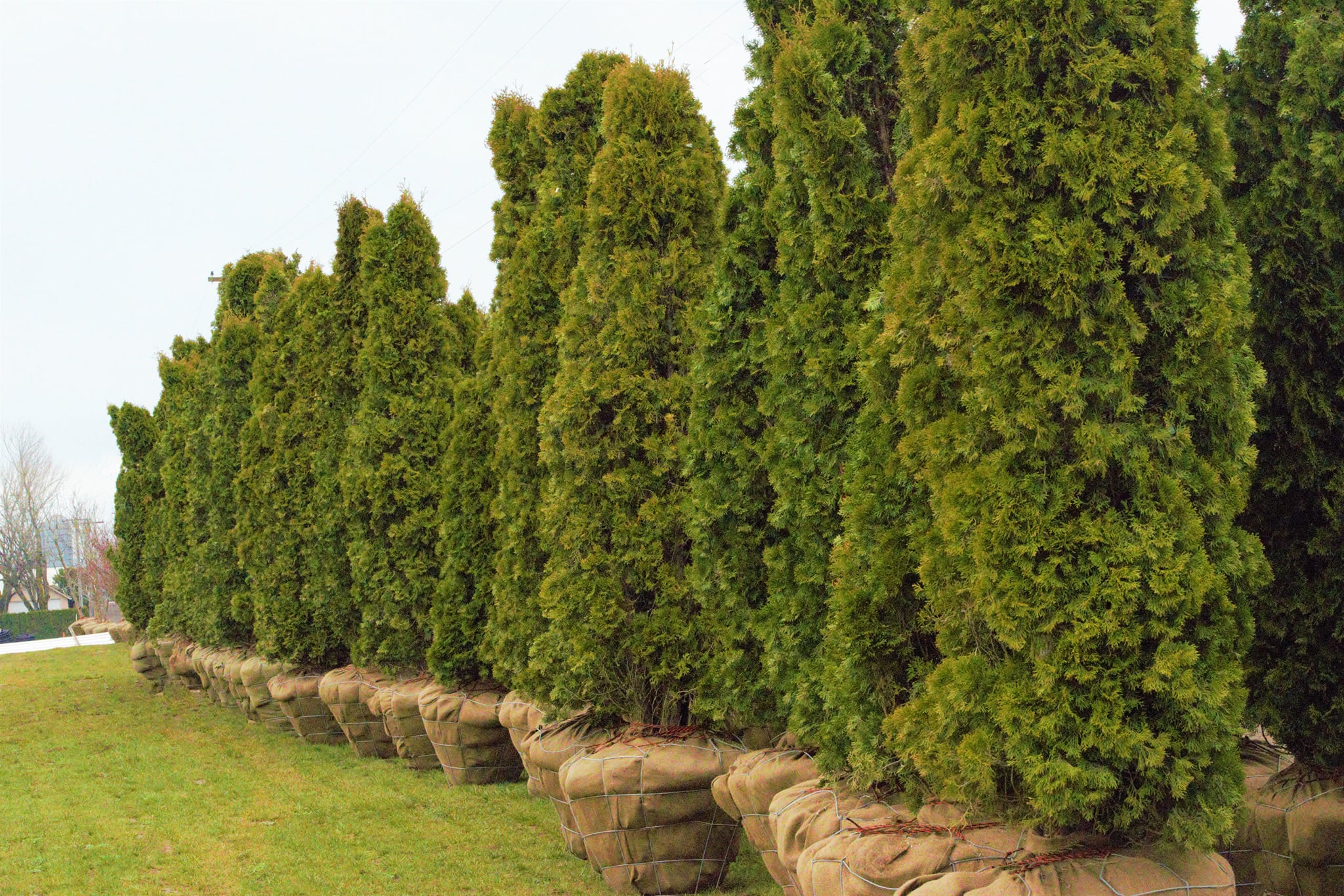 Full-Size Arborvitae