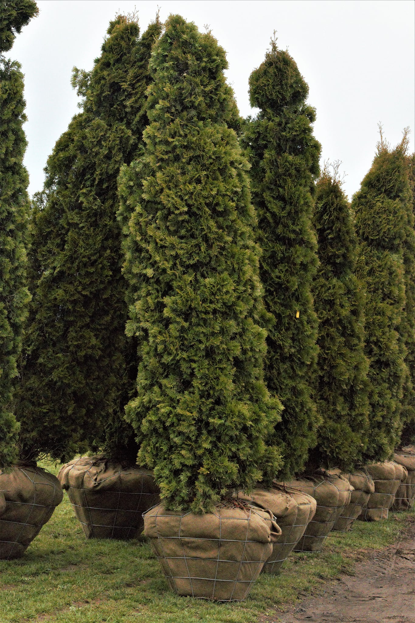 Full-Size Arborvitae