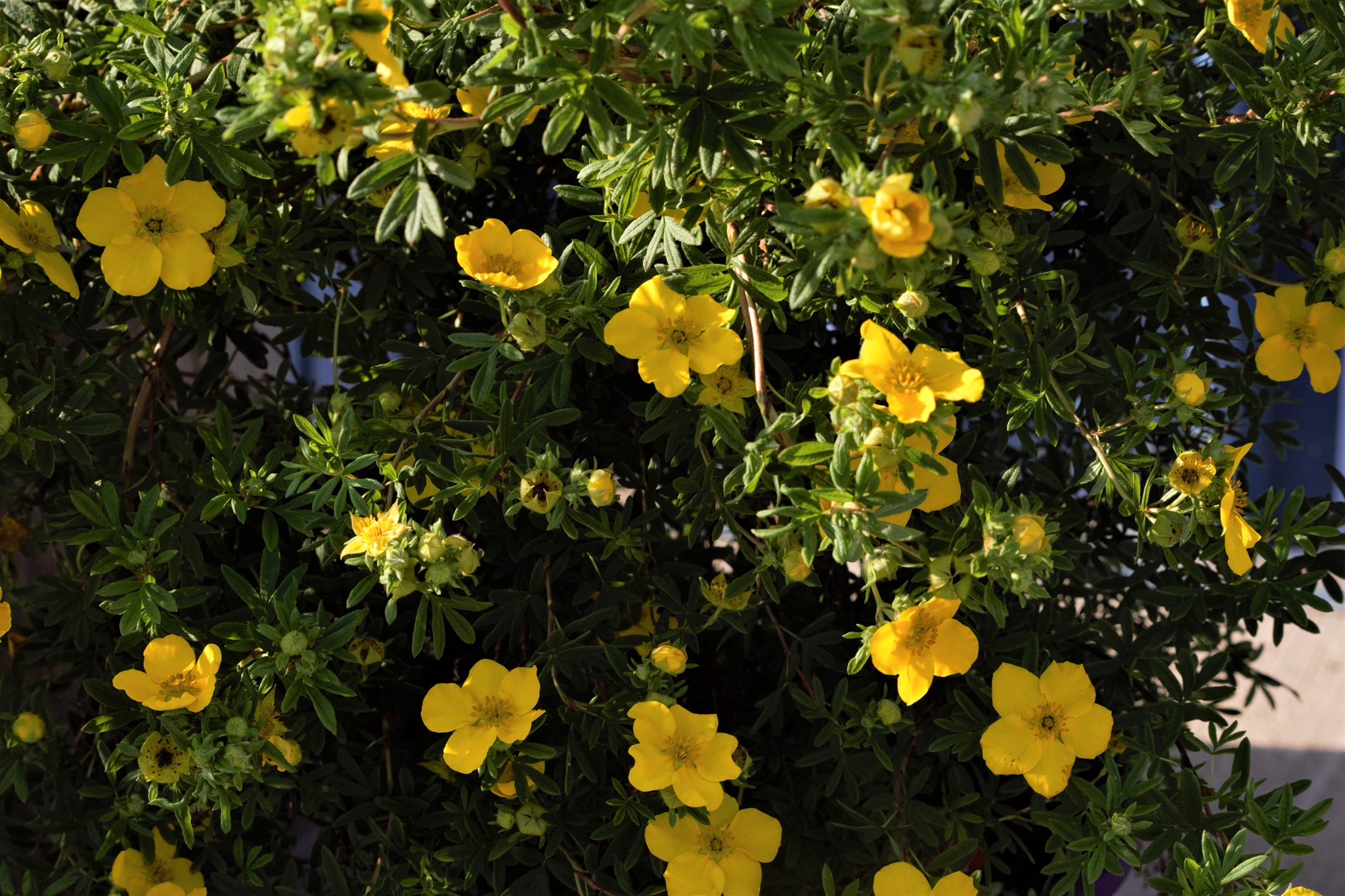 Goldfinger Potentilla