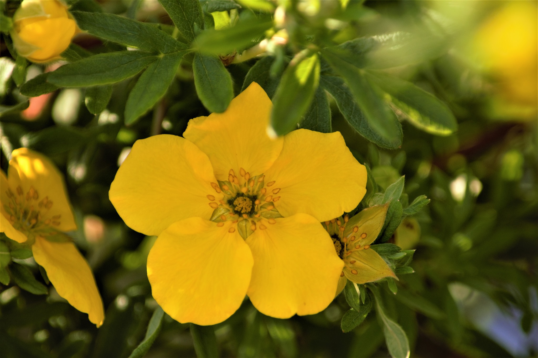 Goldfinger Potentilla