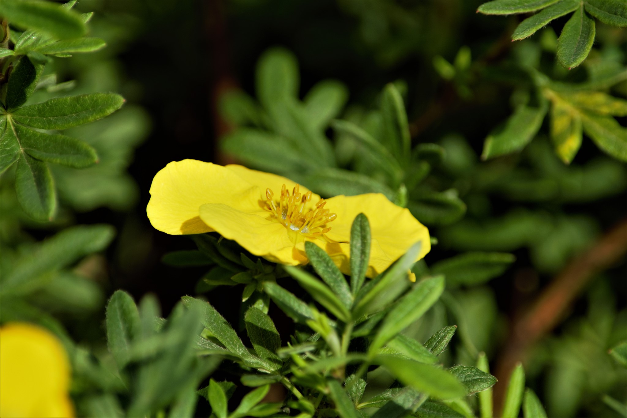 Goldfinger Potentilla